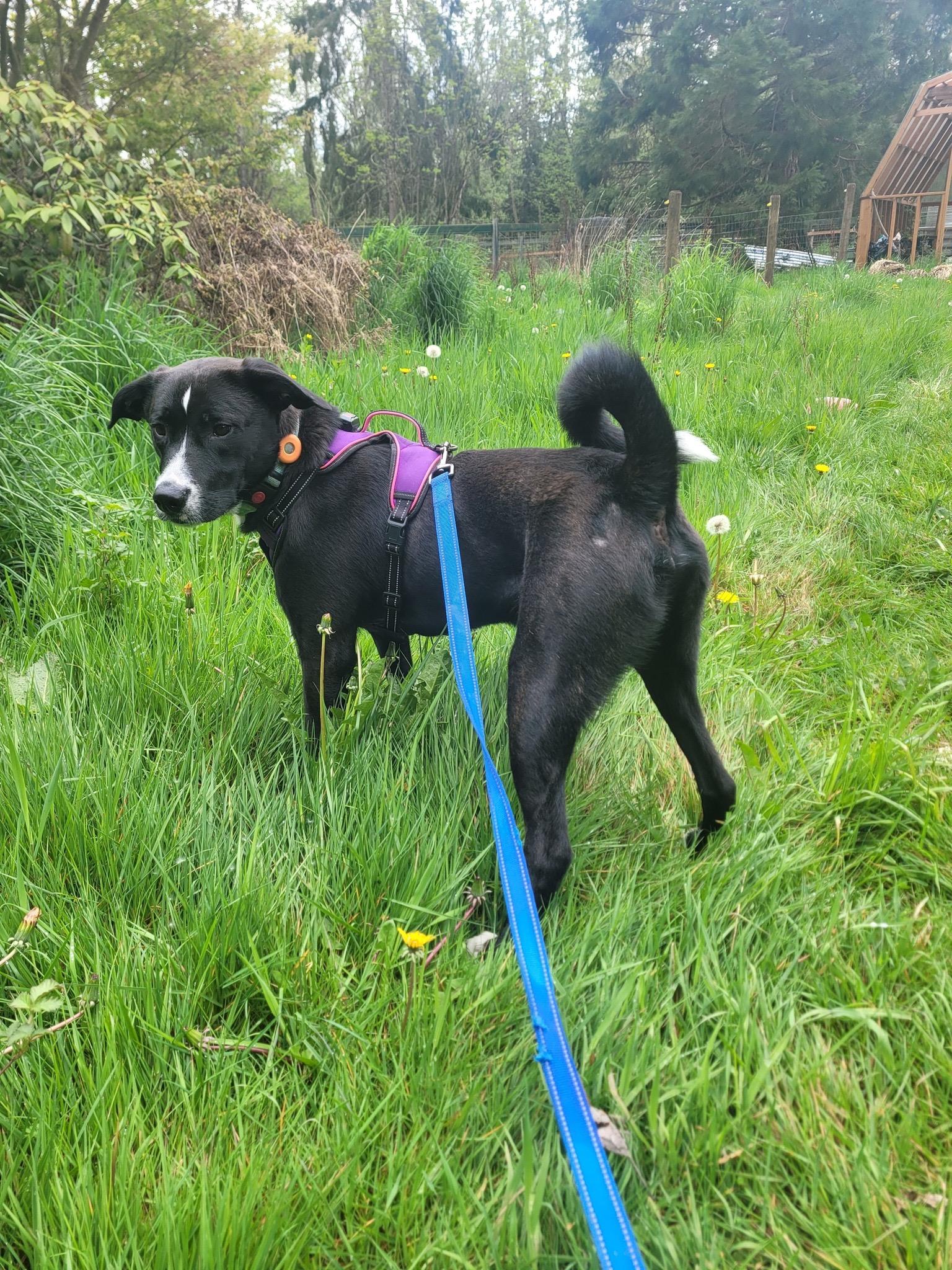 Enlarge Paco, a Adoptable Mixed Breed in Puyallup, WA image 3/6