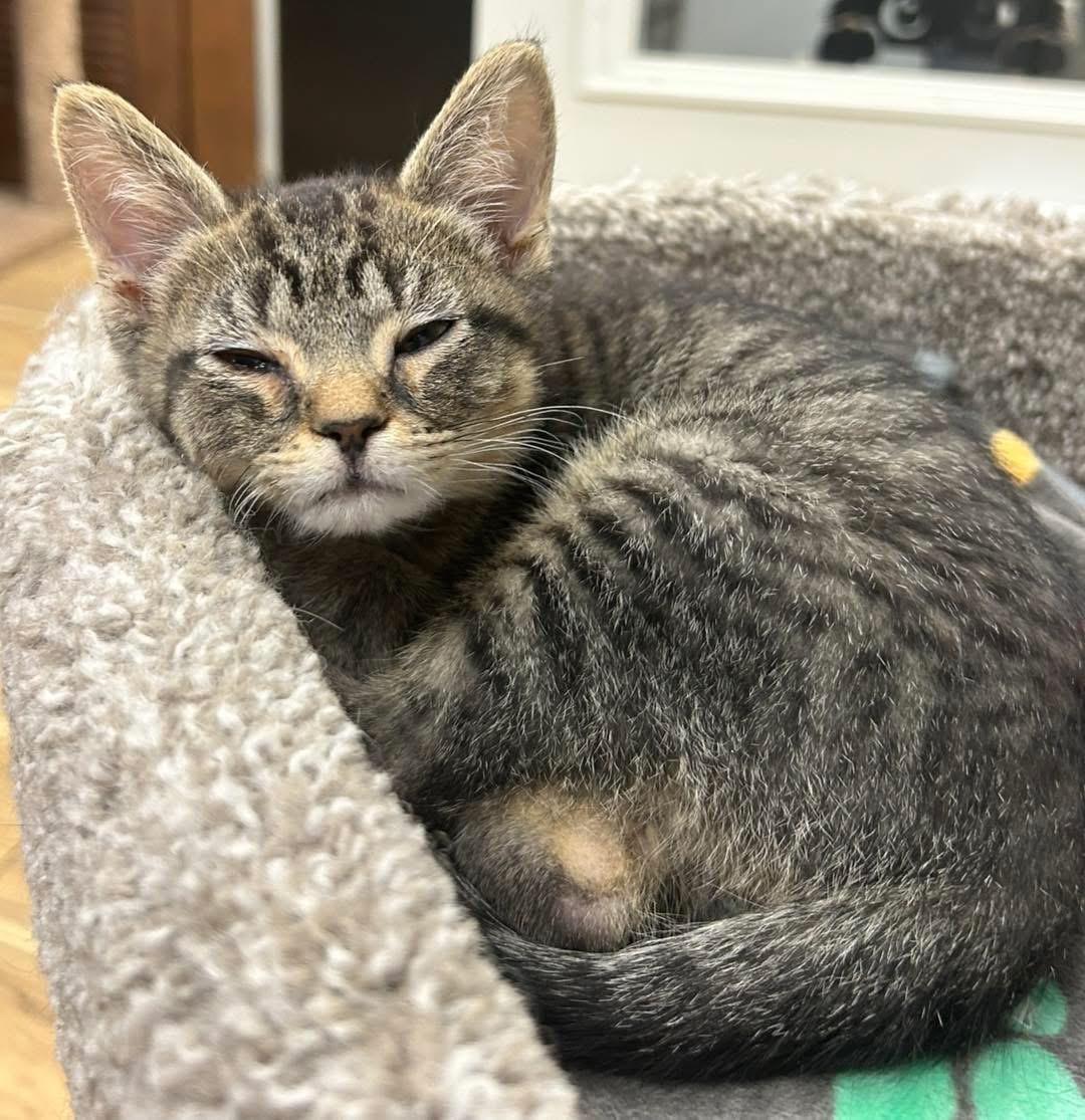 Enlarge Daisy, a ADOPTABLE Domestic Short Hair in Momence, IL image 2/2