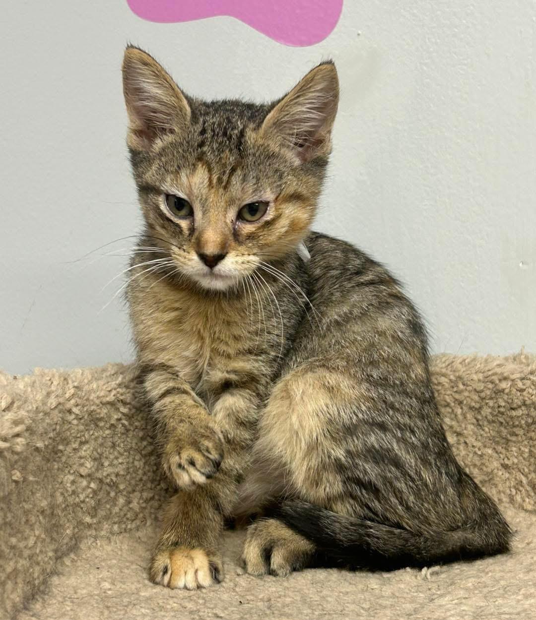 Daisy, ADOPTABLE, Kitten Male Domestic Short Hair.