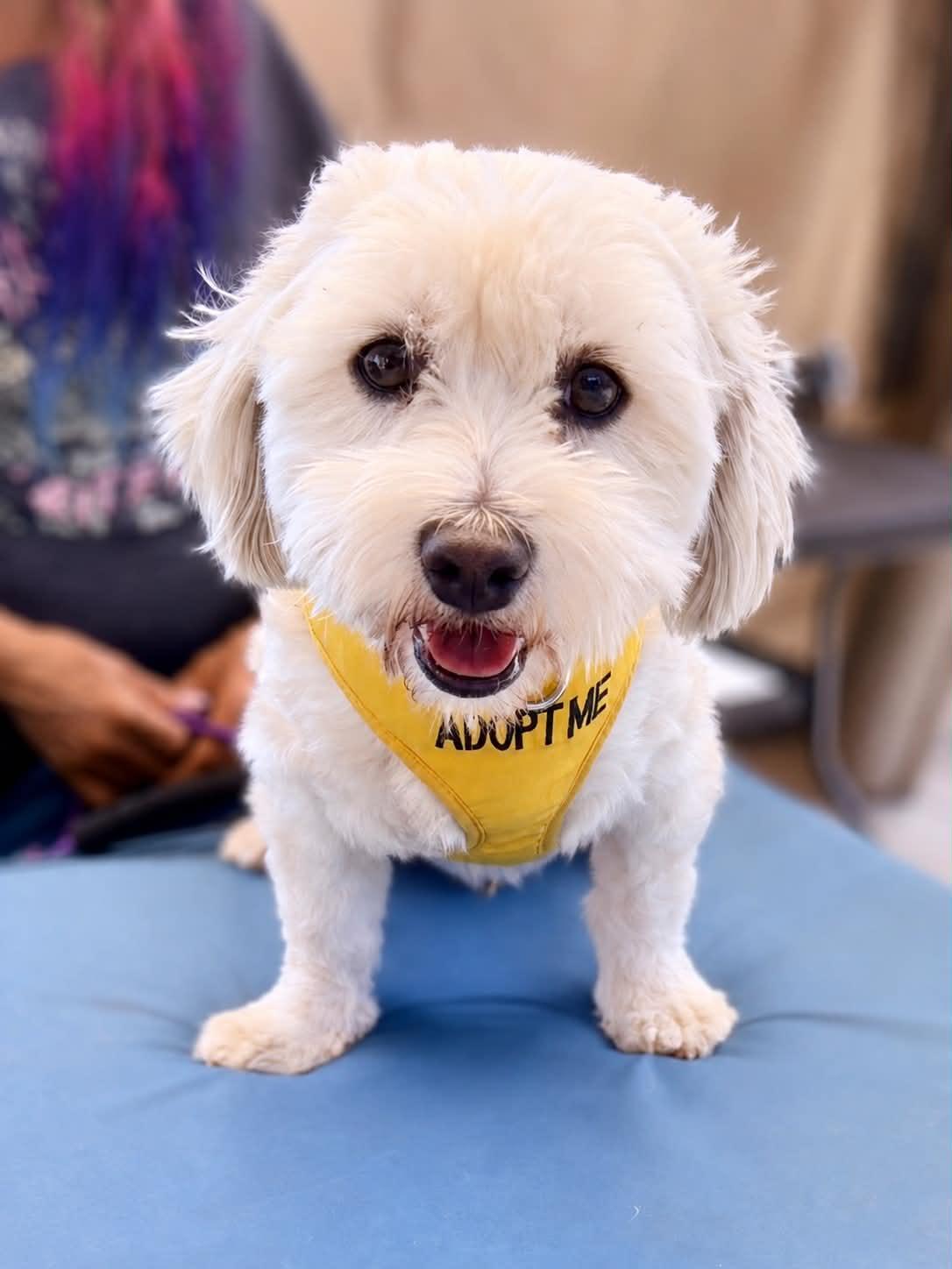 Angel Eyes, a Adoptable mixed breed in Pittsburg, CA image 3/5