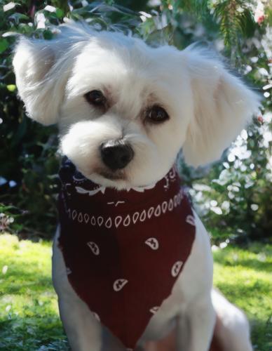 Angel Eyes, Adoptable, Young Male Poodle & Maltese.