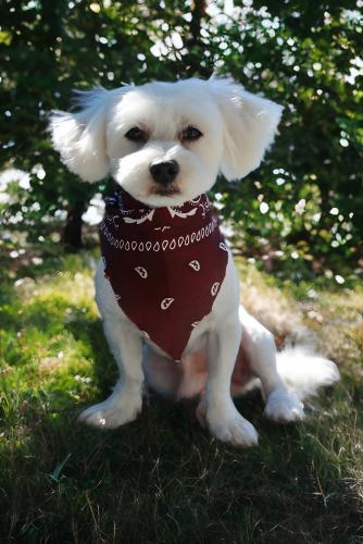 Angel Eyes, a Adoptable mixed breed in Pittsburg, CA image 2/2