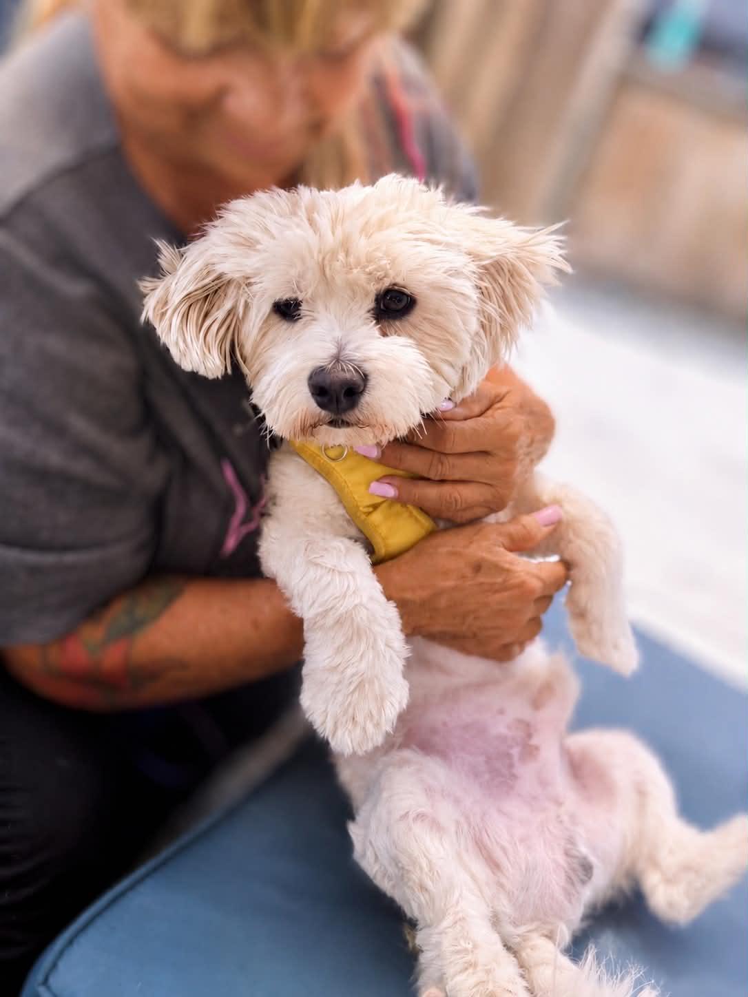 Angel Eyes, a Adoptable mixed breed in Pittsburg, CA image 4/5