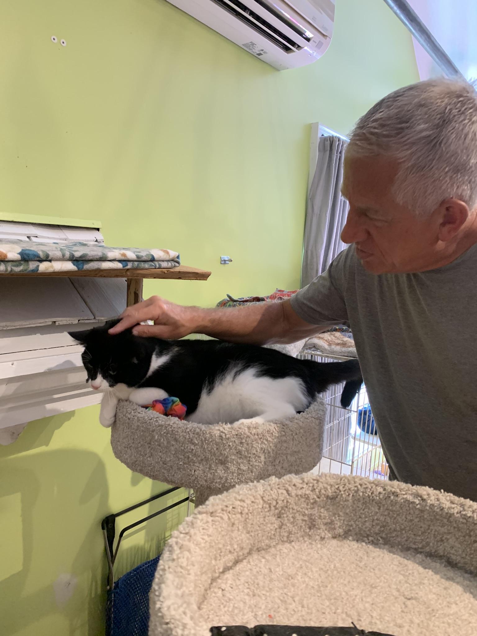 Puddy, a Adoptable Domestic Short Hair in Wells, ME image 2/6