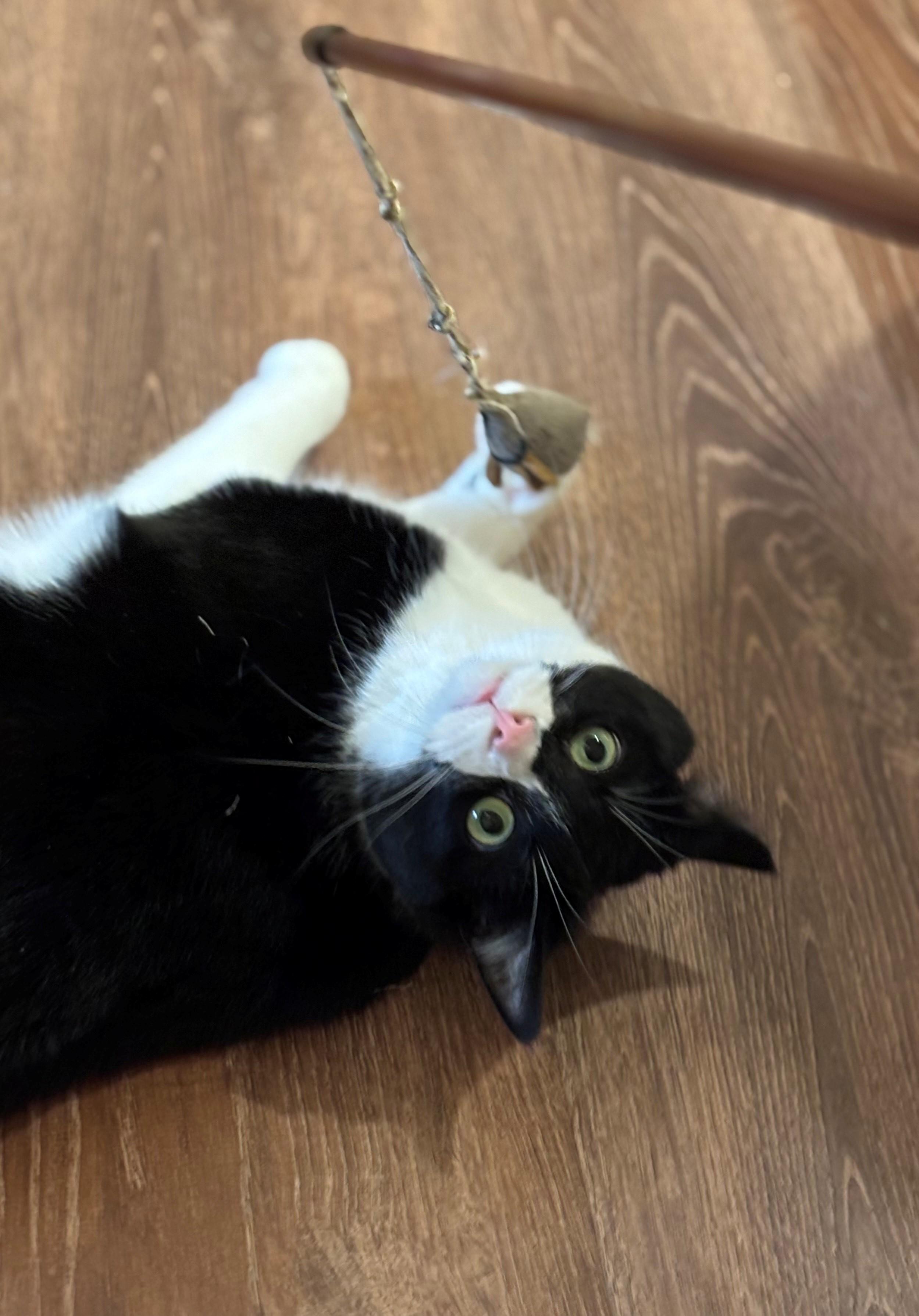 Puddy, a Adoptable Domestic Short Hair in Wells, ME image 3/6