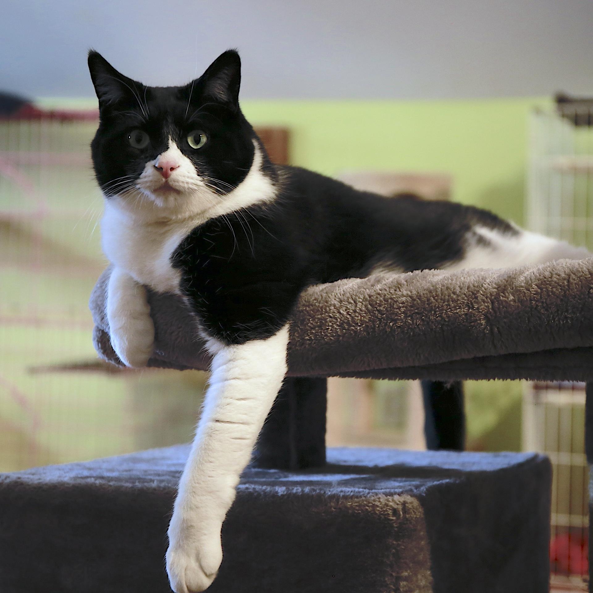 Enlarge Puddy, an adoptable Domestic Short Hair in Wells, ME image 1/6