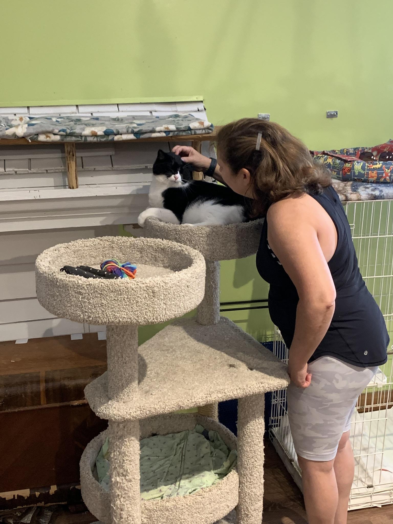 Puddy, a Adoptable Domestic Short Hair in Wells, ME image 4/6