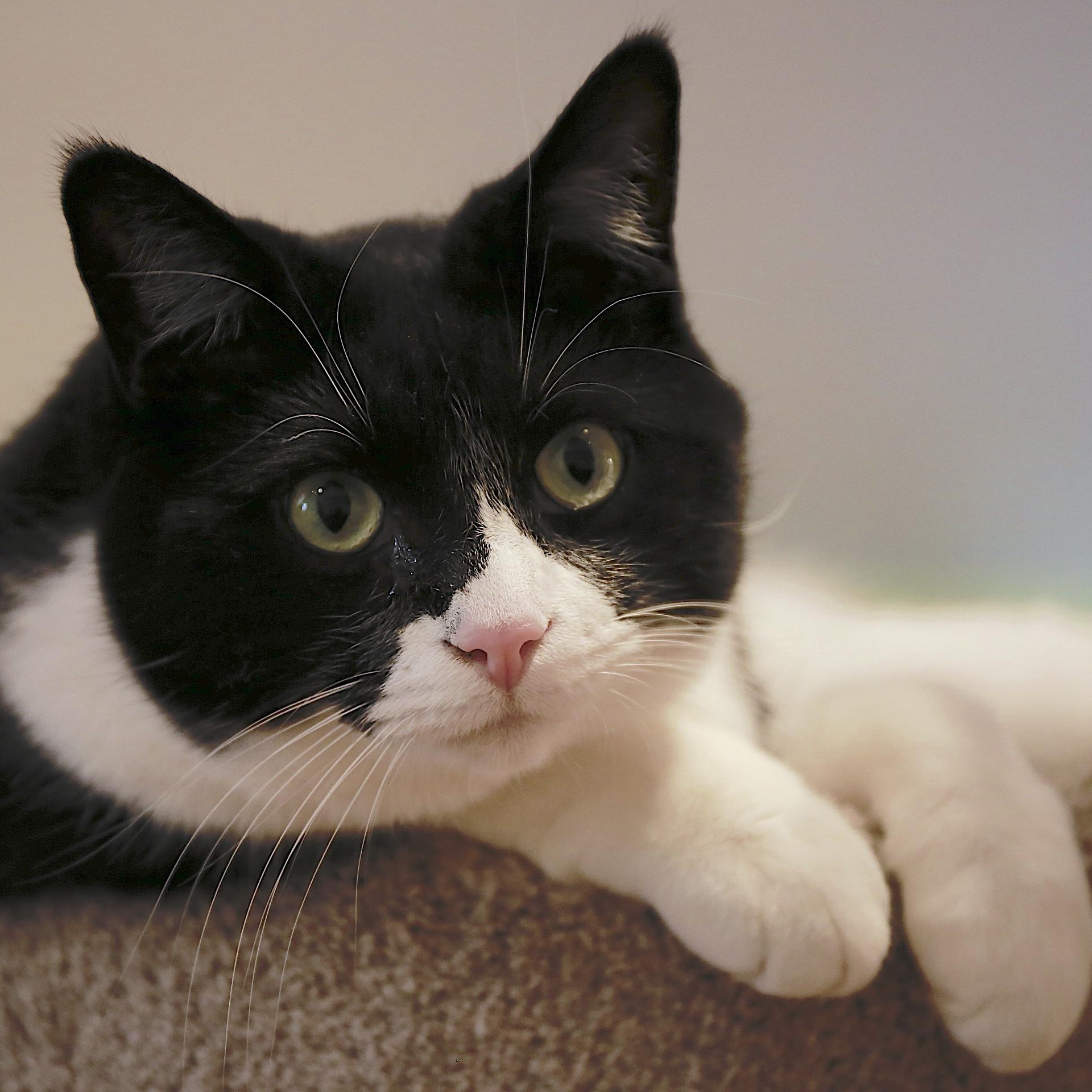 Enlarge Puddy, an adoptable Domestic Short Hair in Wells, ME image 3/6