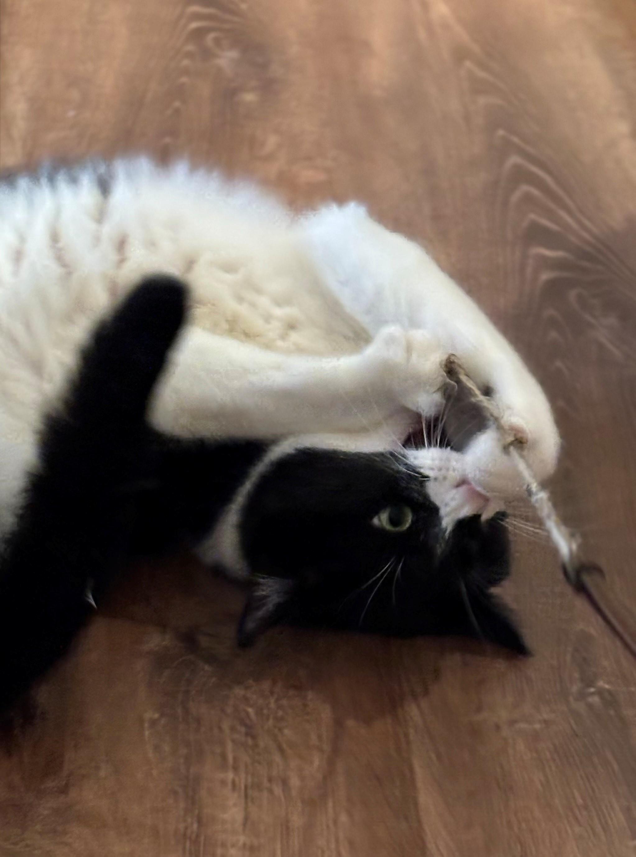 Puddy, a Adoptable Domestic Short Hair in Wells, ME image 5/6