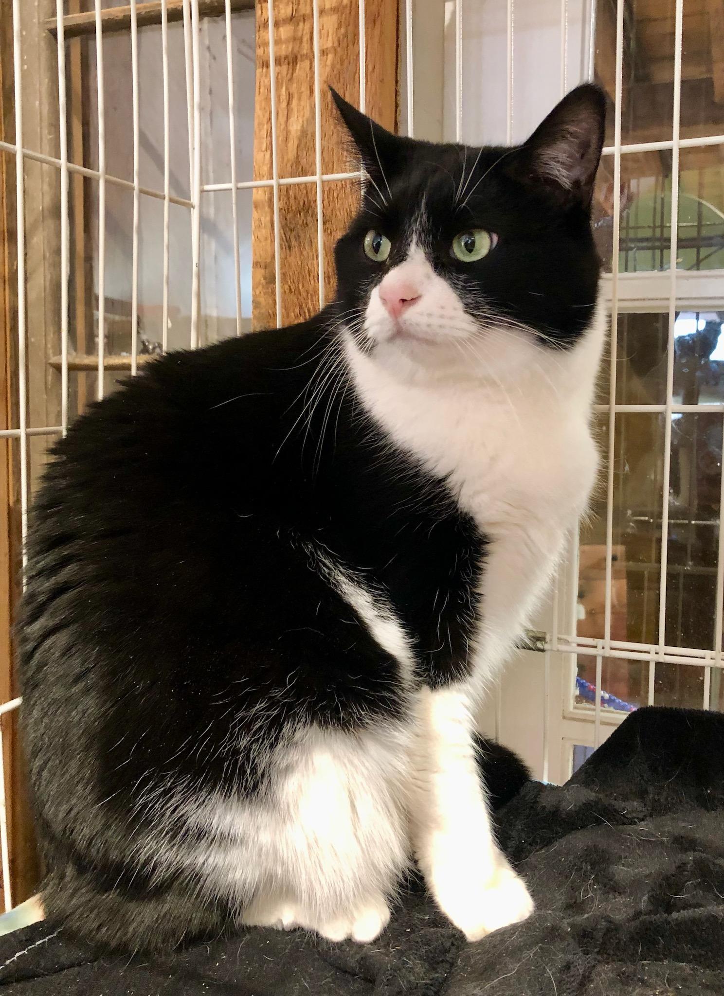 Puddy, a Adoptable Domestic Short Hair in Wells, ME image 6/6