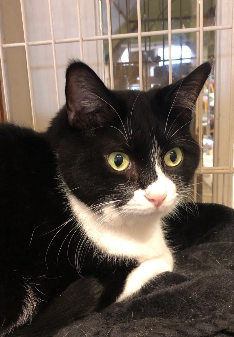 Puddy, a Adoptable Domestic Short Hair in Wells, ME image 1/6