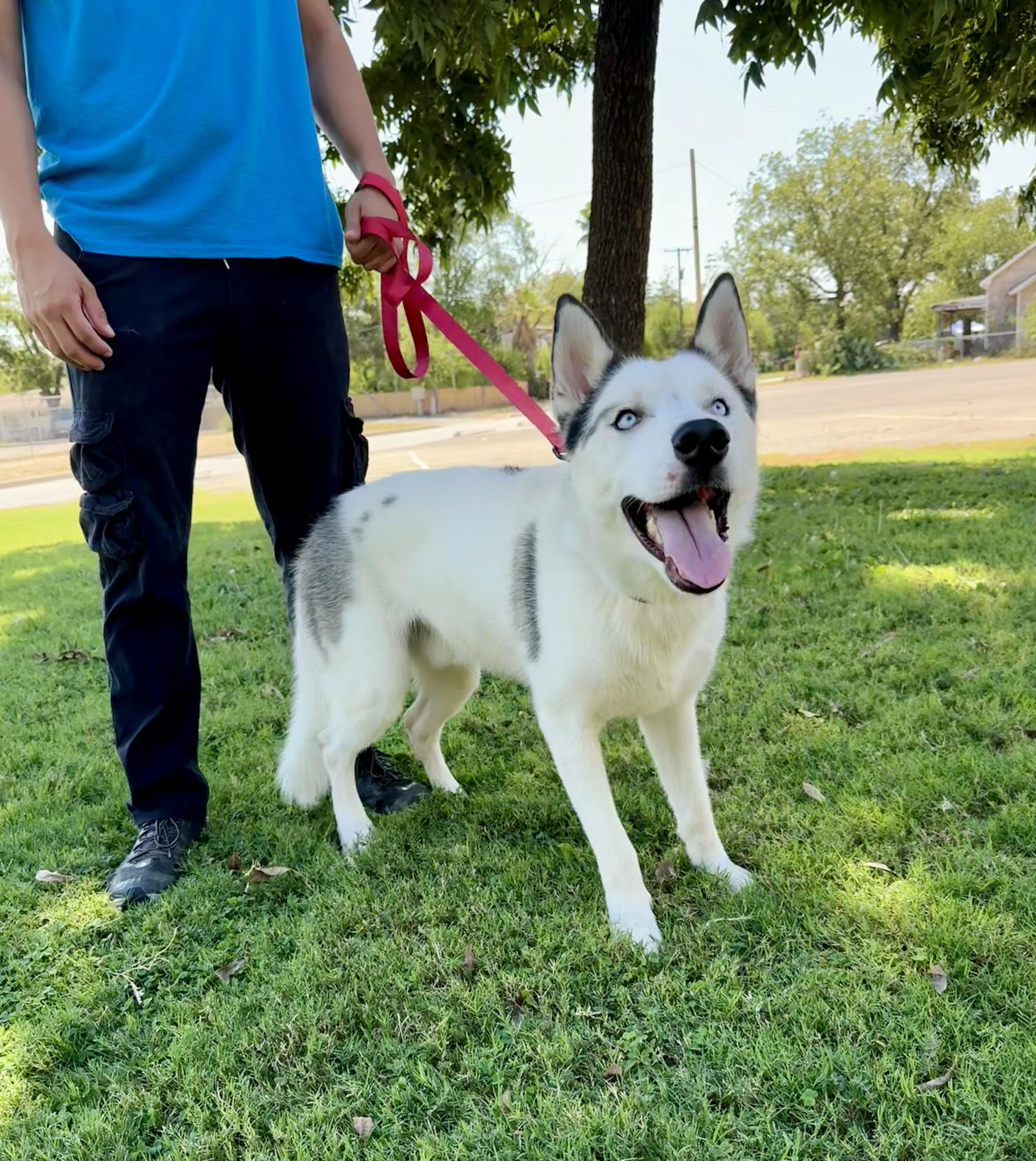 Enlarge Finn, a Adopted Husky in Uvalde, TX image 1/6