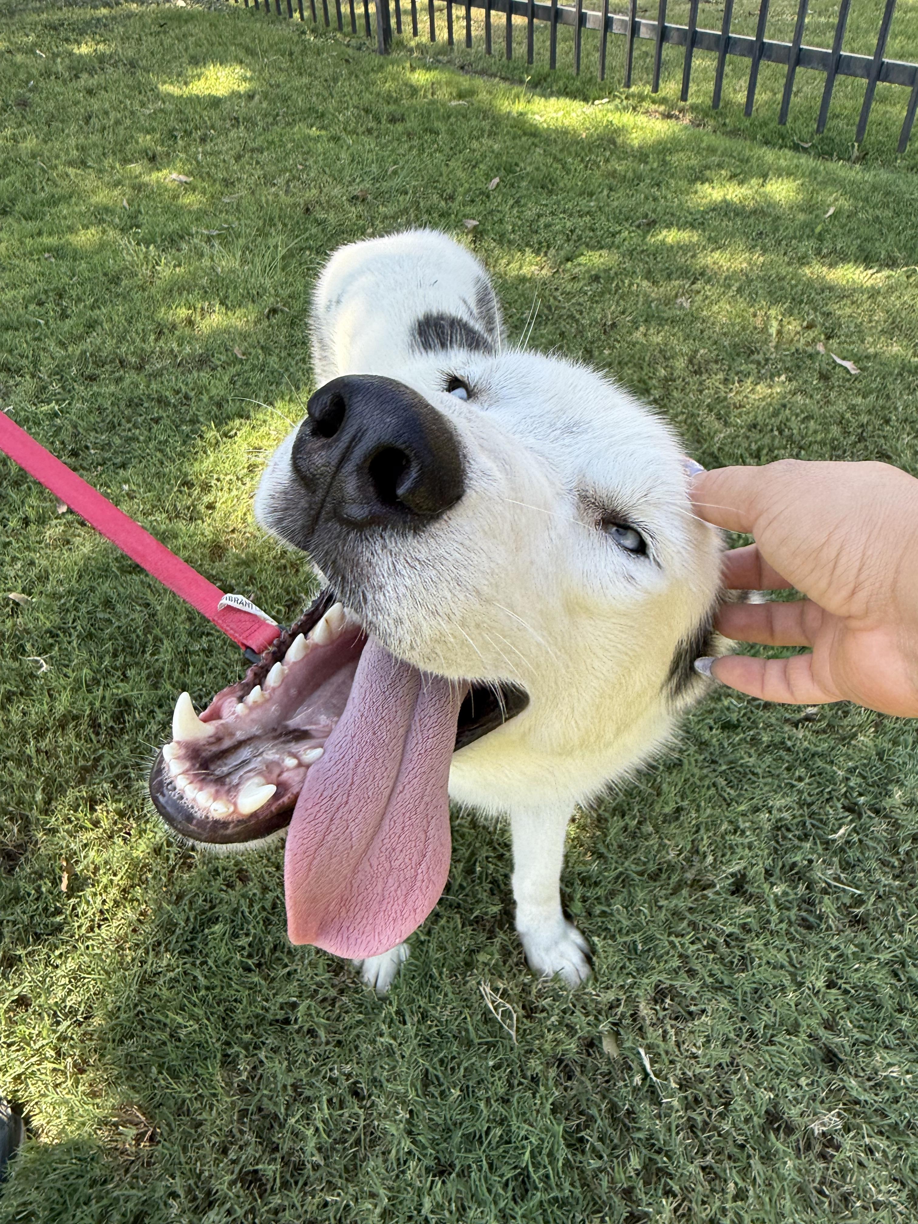 Enlarge Finn, a Adopted Husky in Uvalde, TX image 2/6
