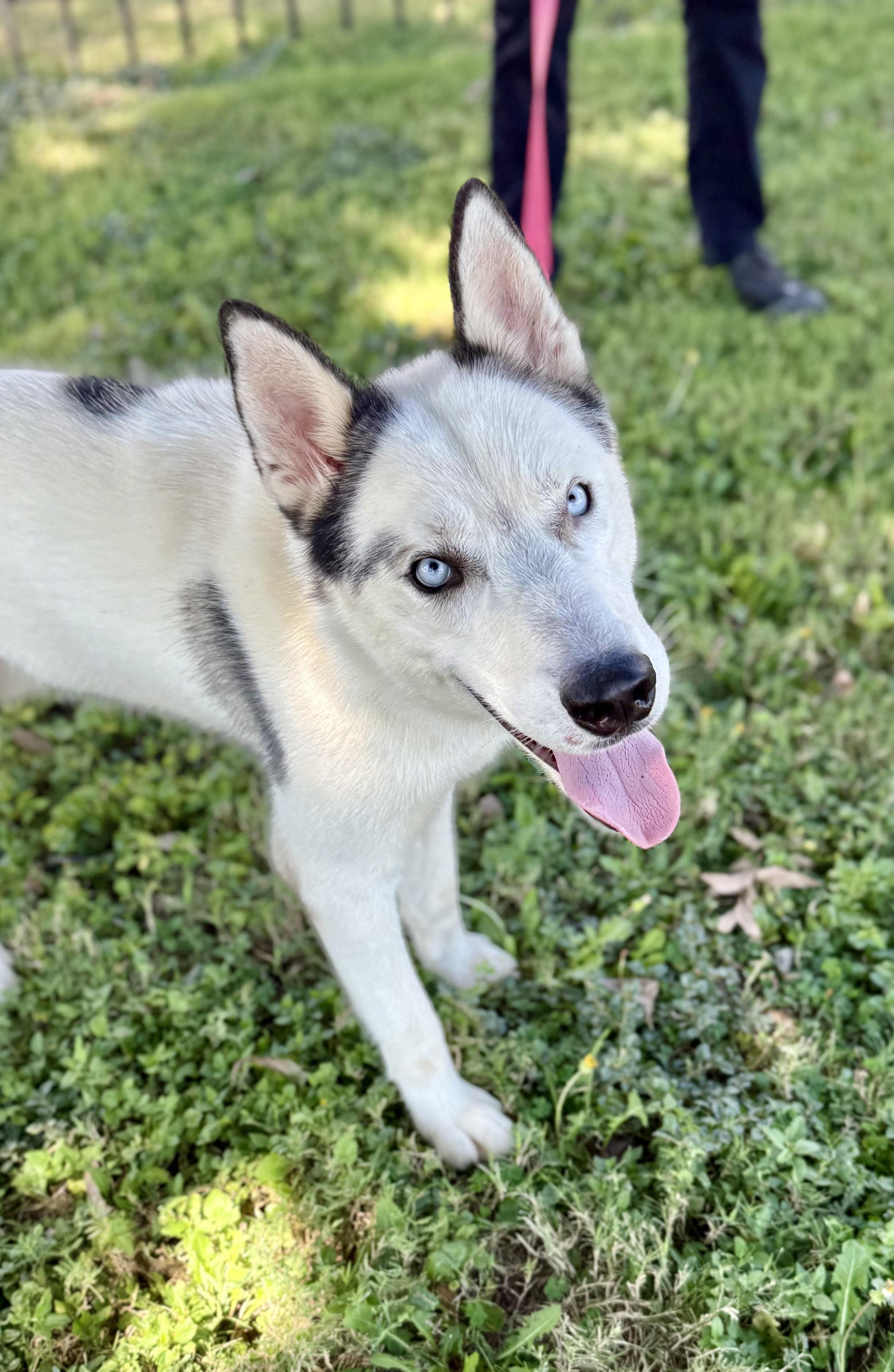 Enlarge Finn, a Adopted Husky in Uvalde, TX image 3/6