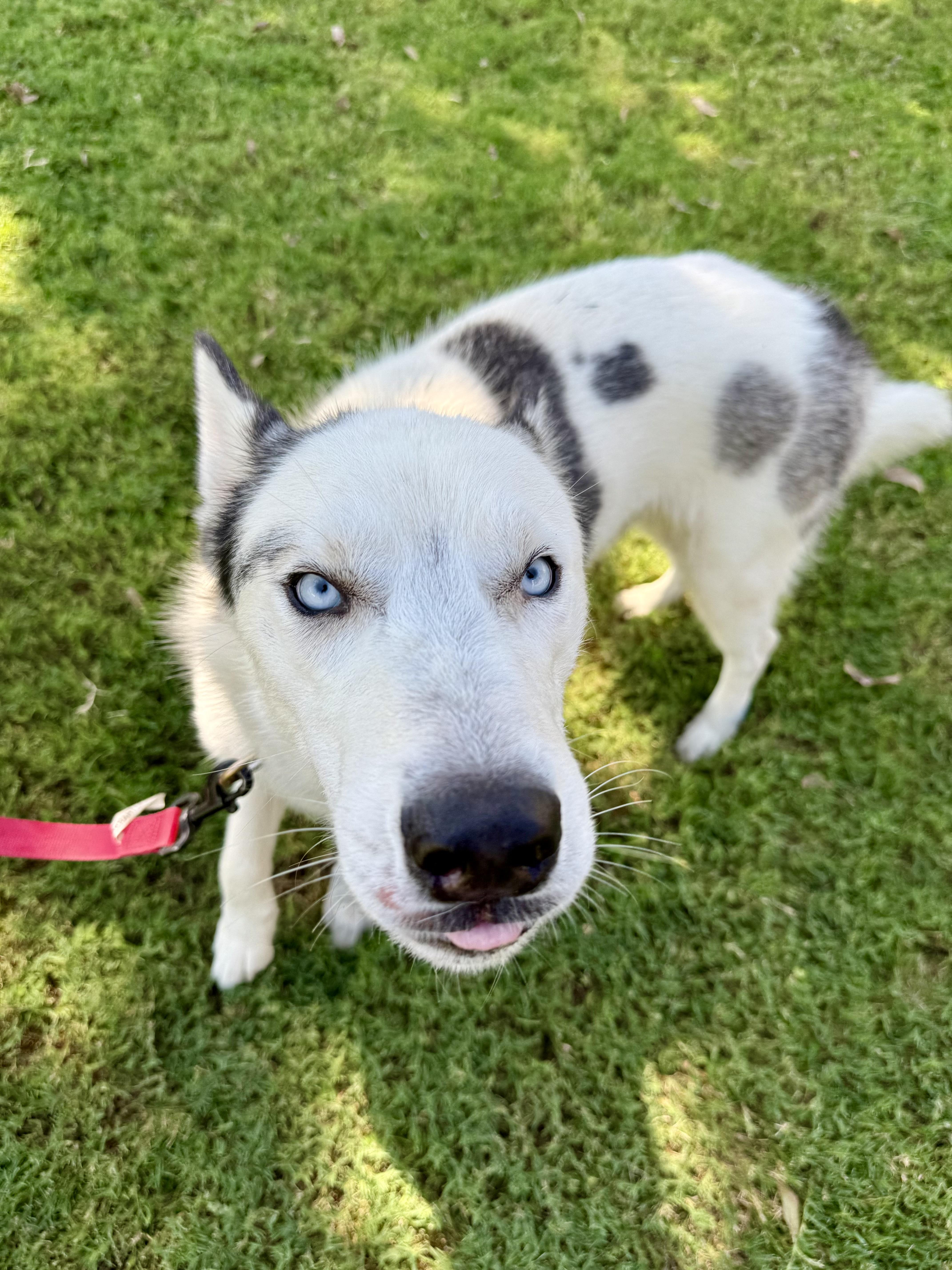 Enlarge Finn, a Adopted Husky in Uvalde, TX image 5/6