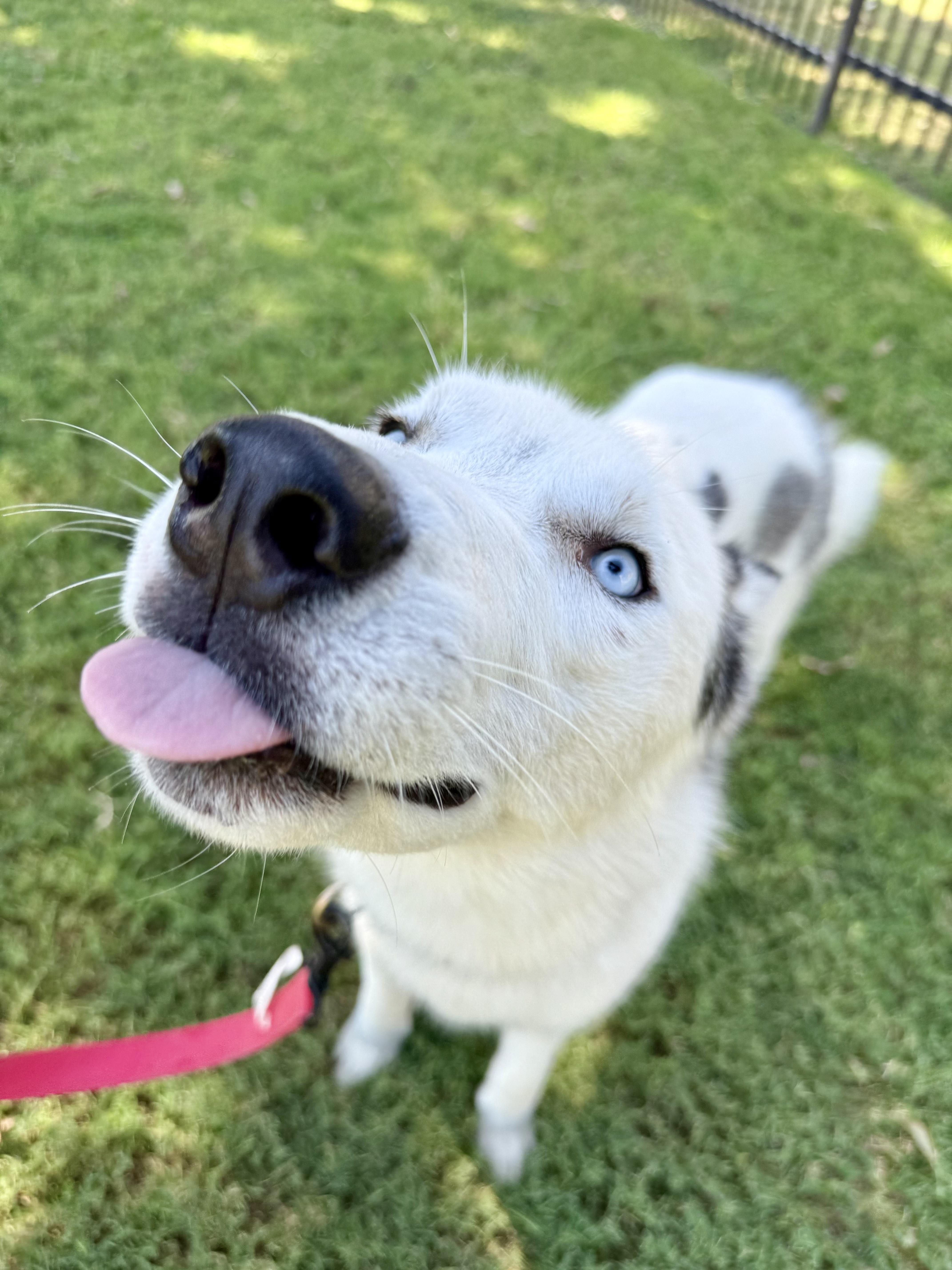 Finn