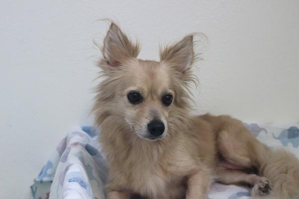 Gigi, Adoptable, Senior Female Chihuahua.