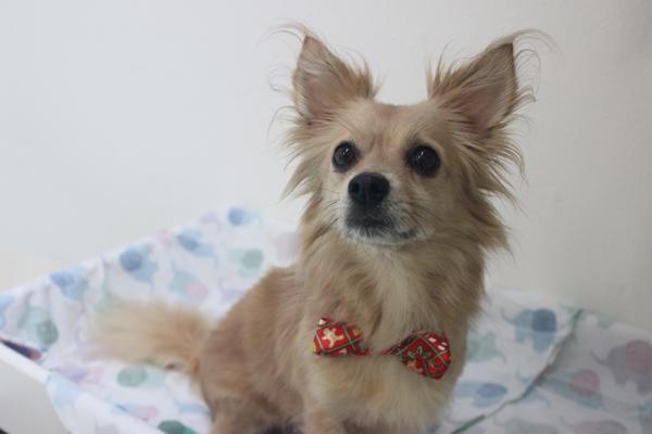 Gigi, a Adoptable mixed breed in Berkeley, CA image 2/4