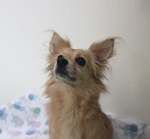 Gigi, a Adoptable mixed breed in Berkeley, CA image 3/4