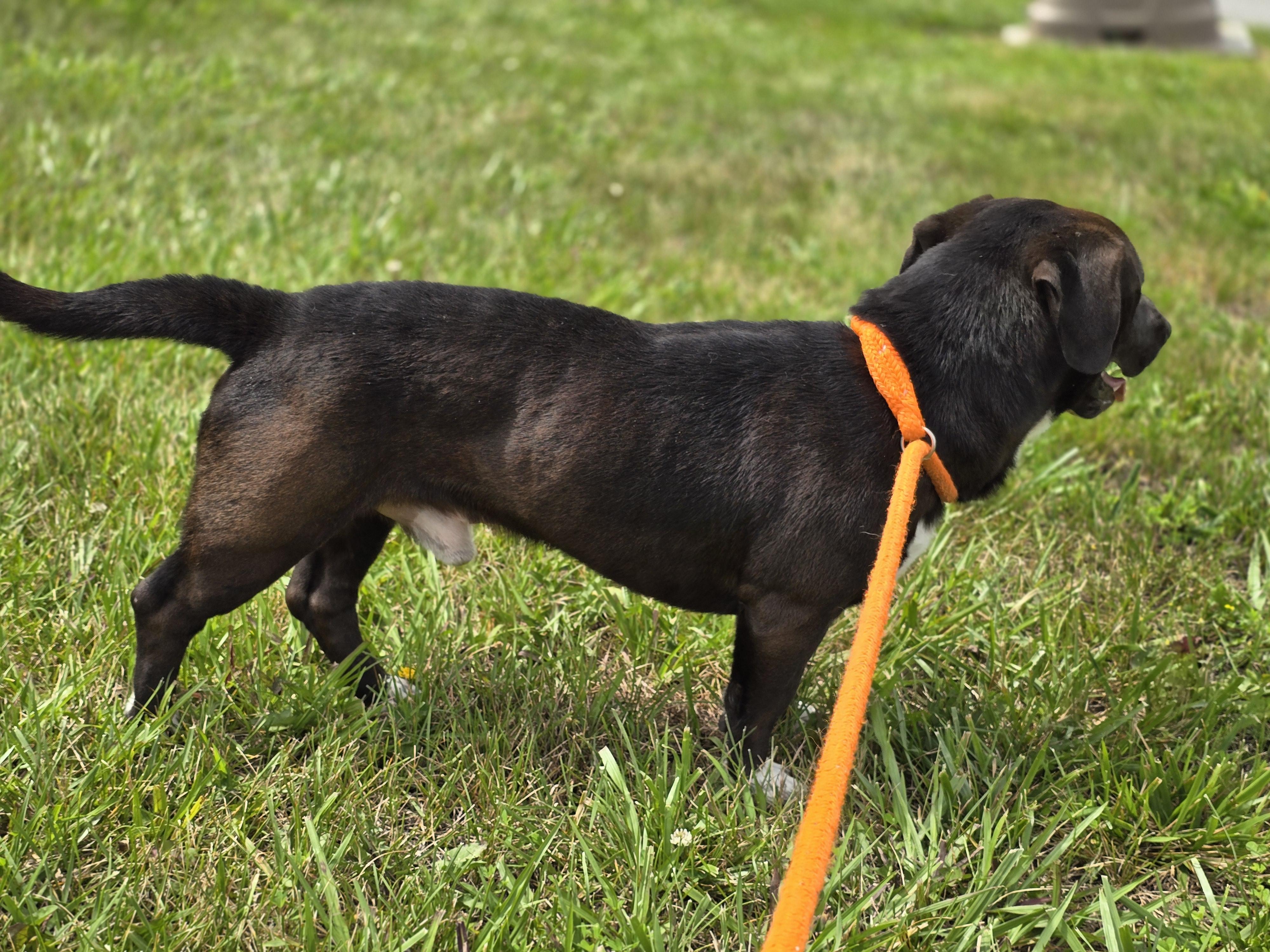 Traeger, a ADOPTABLE mixed breed in Maynardville, TN image 2/2
