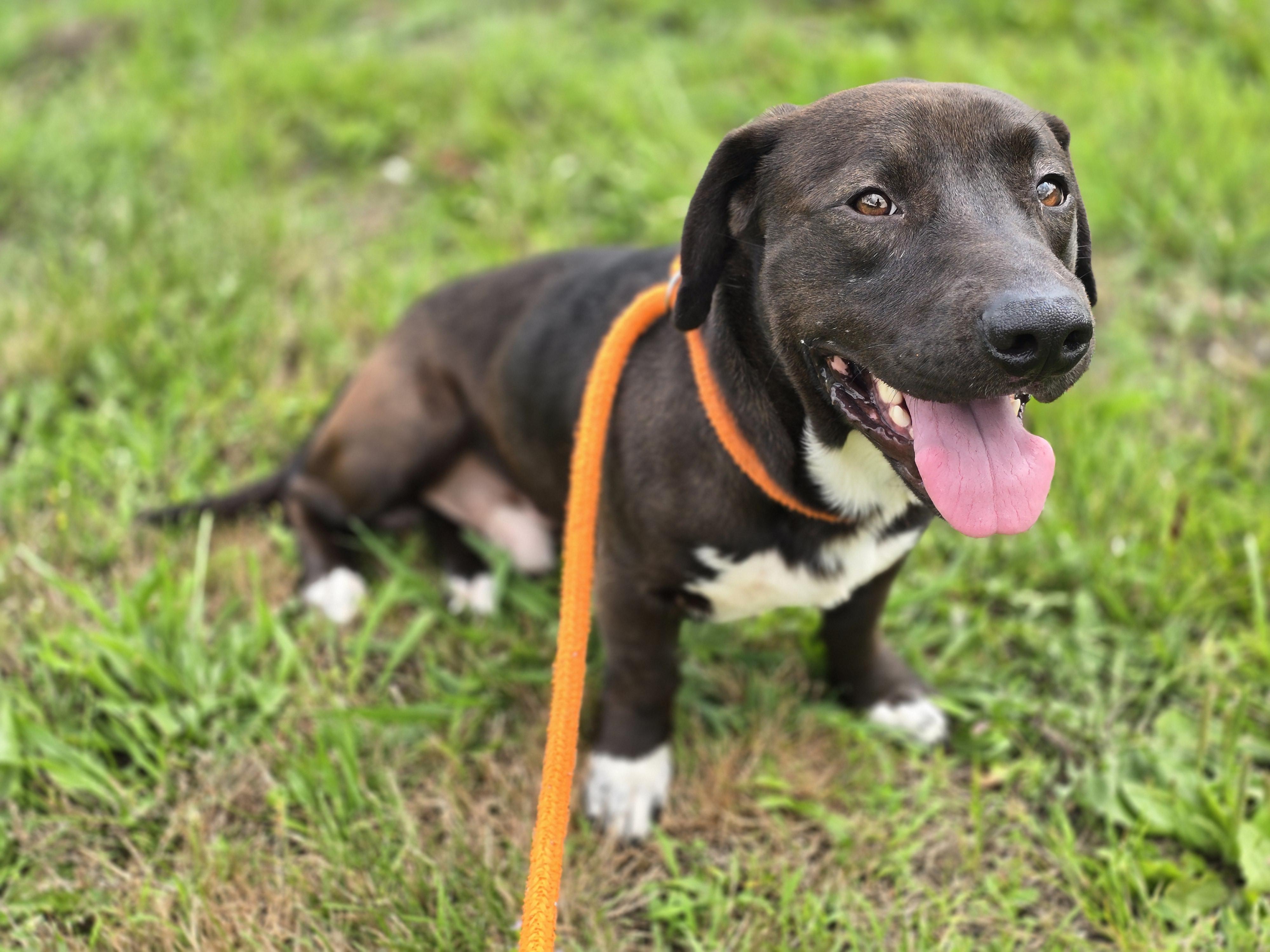 Traeger, a ADOPTABLE mixed breed in Maynardville, TN image 1/2