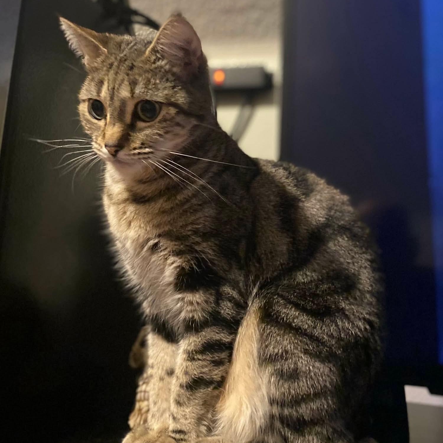 Emmie, Adoptable, Adult Female Tabby & Domestic Short Hair.