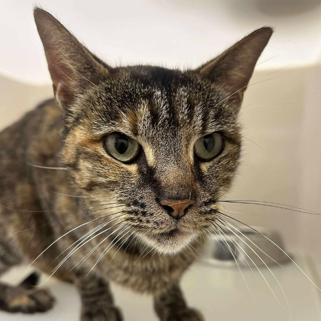 Enlarge Evie, a Adoptable Domestic Short Hair in Rocky Mount, VA image 1/1