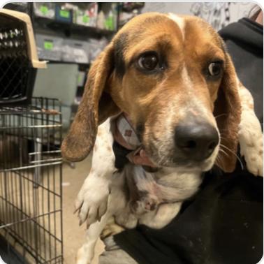 Enlarge Earl Grey, a Adopted Beagle in Tampa, FL image 1/2