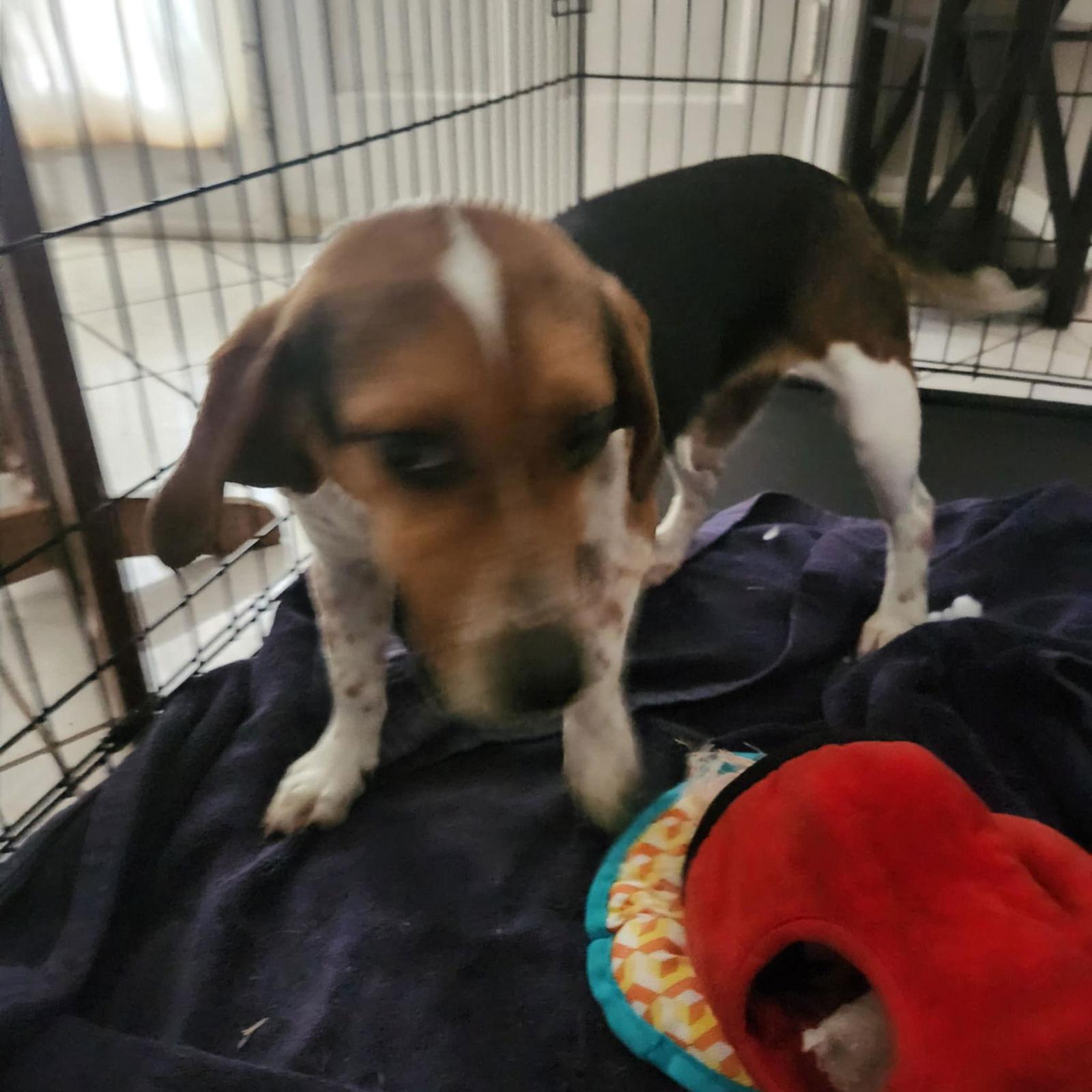 Enlarge Earl Grey, a Adopted Beagle in Tampa, FL image 2/2