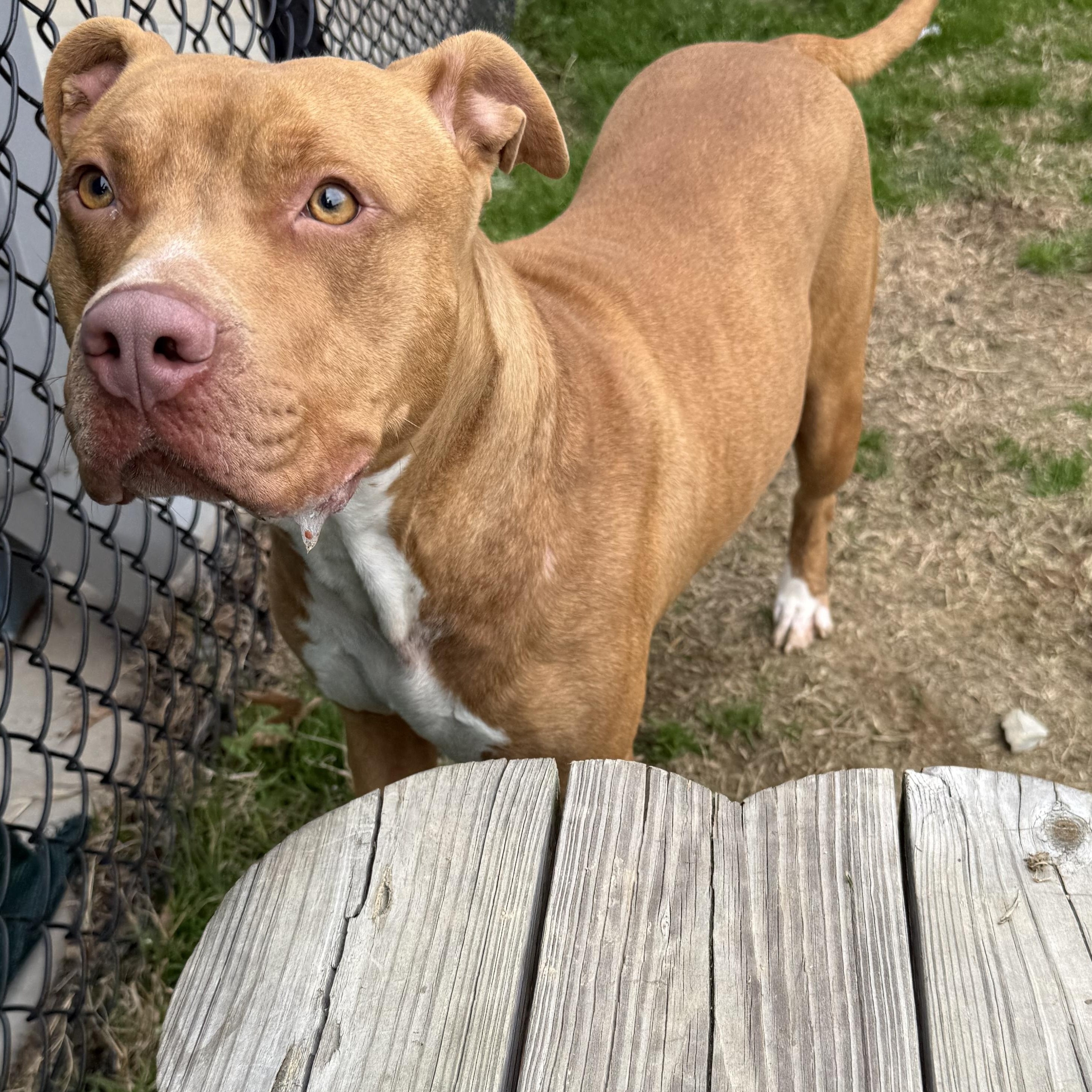 Chyna, a ADOPTABLE mixed breed in Lancaster, SC image 6/6