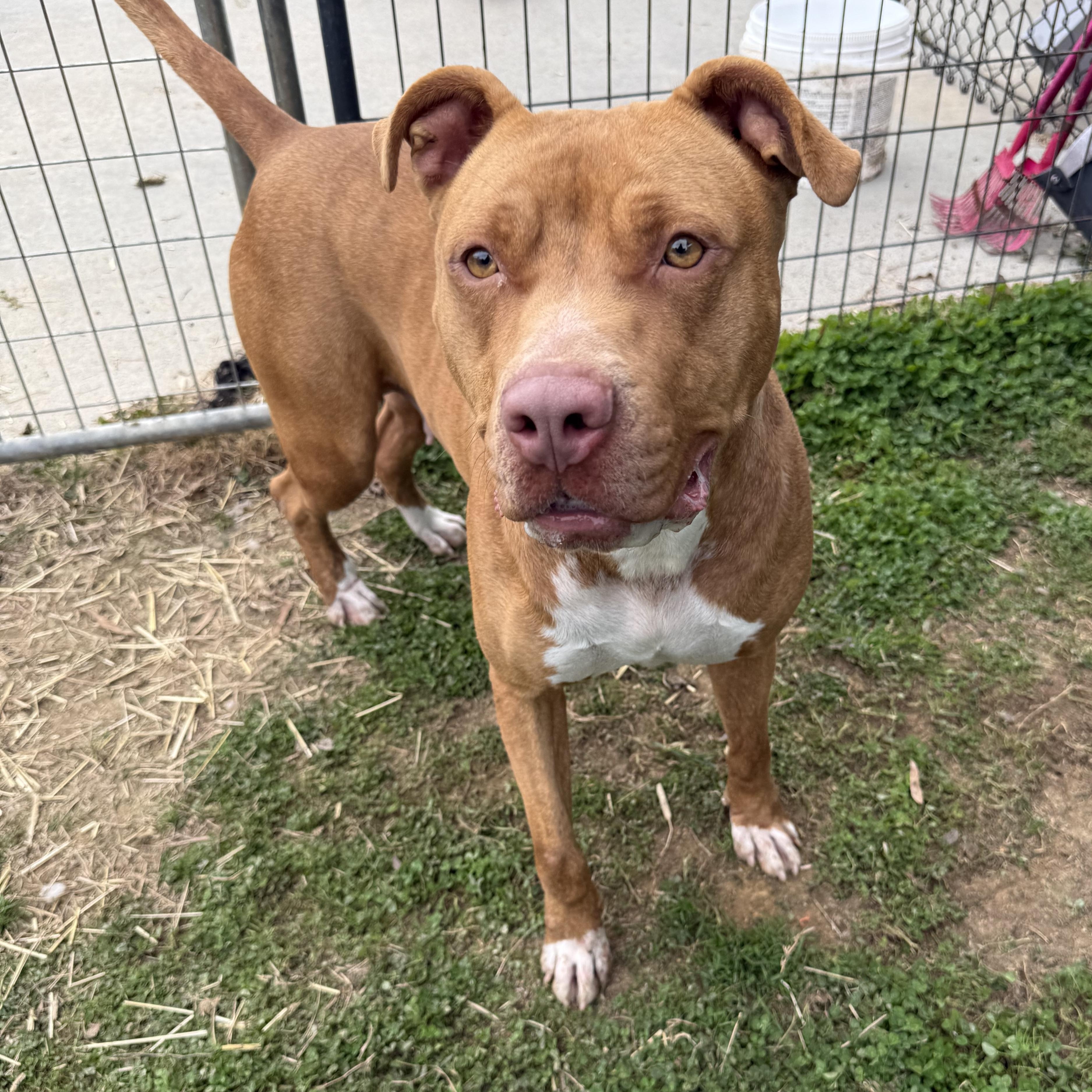 Chyna, ADOPTABLE, Adult Female Terrier.