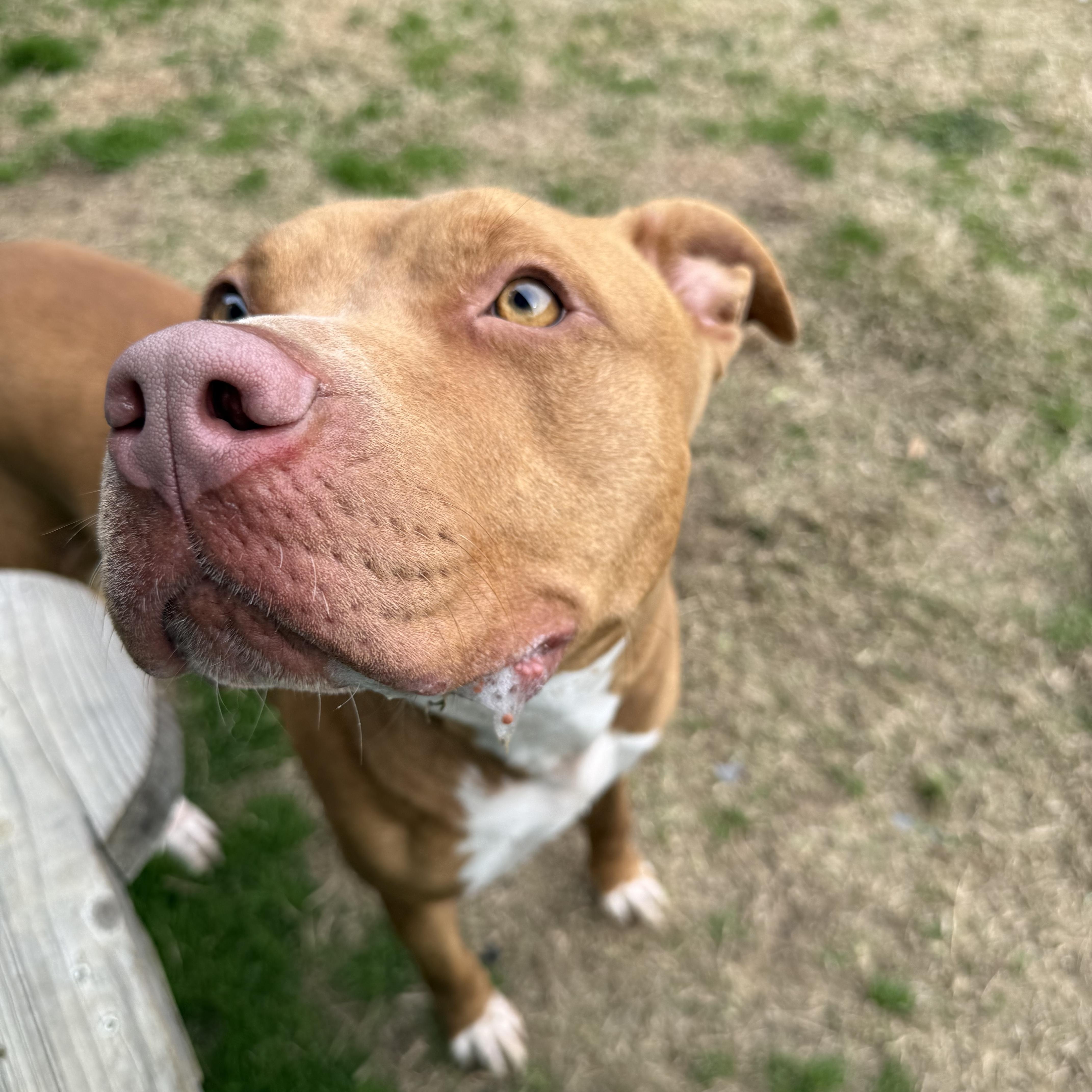 Chyna, a ADOPTABLE mixed breed in Lancaster, SC image 5/6