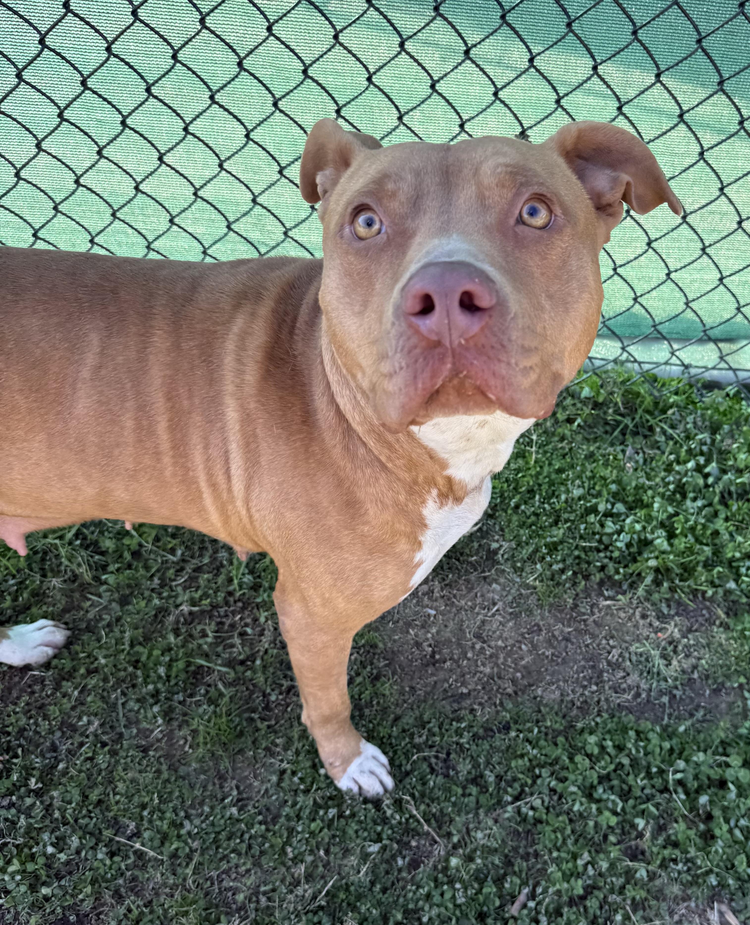 Chyna, a ADOPTABLE mixed breed in Lancaster, SC image 3/6