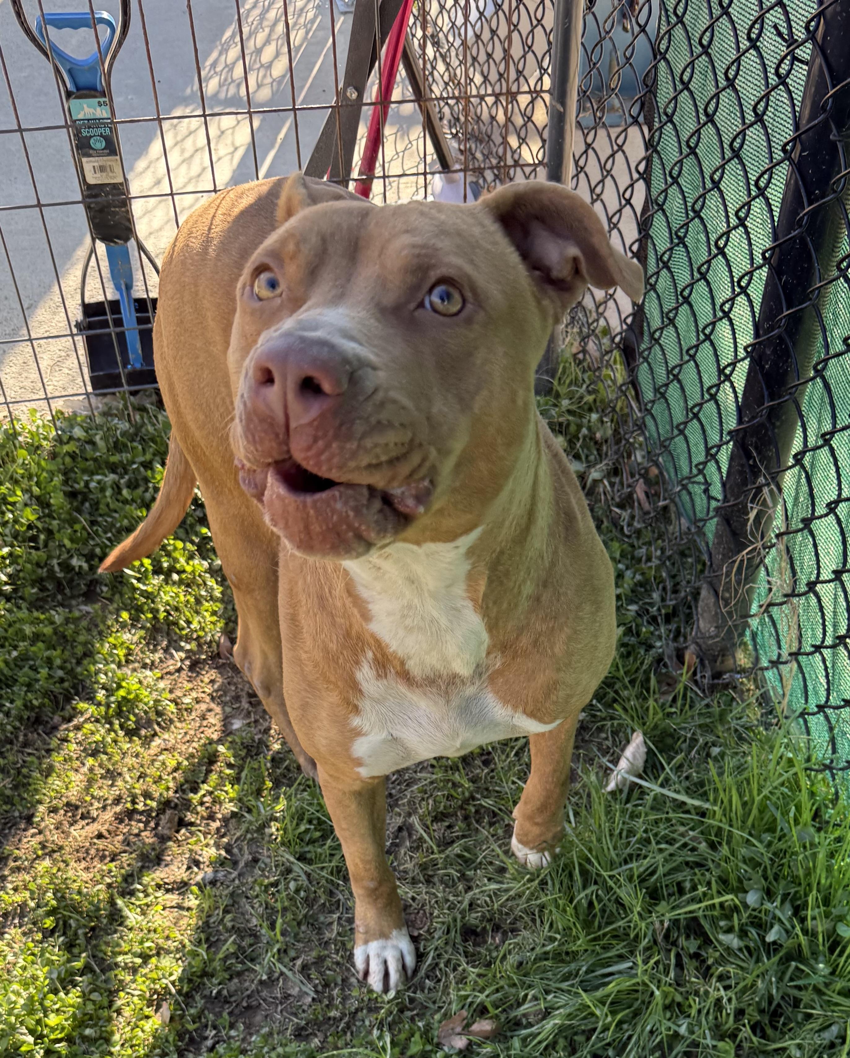 Chyna, ADOPTABLE, Adult Female Terrier.