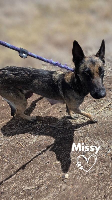Missy, a Adoptable German Shepherd Dog in Monte Vista, CO image 2/3