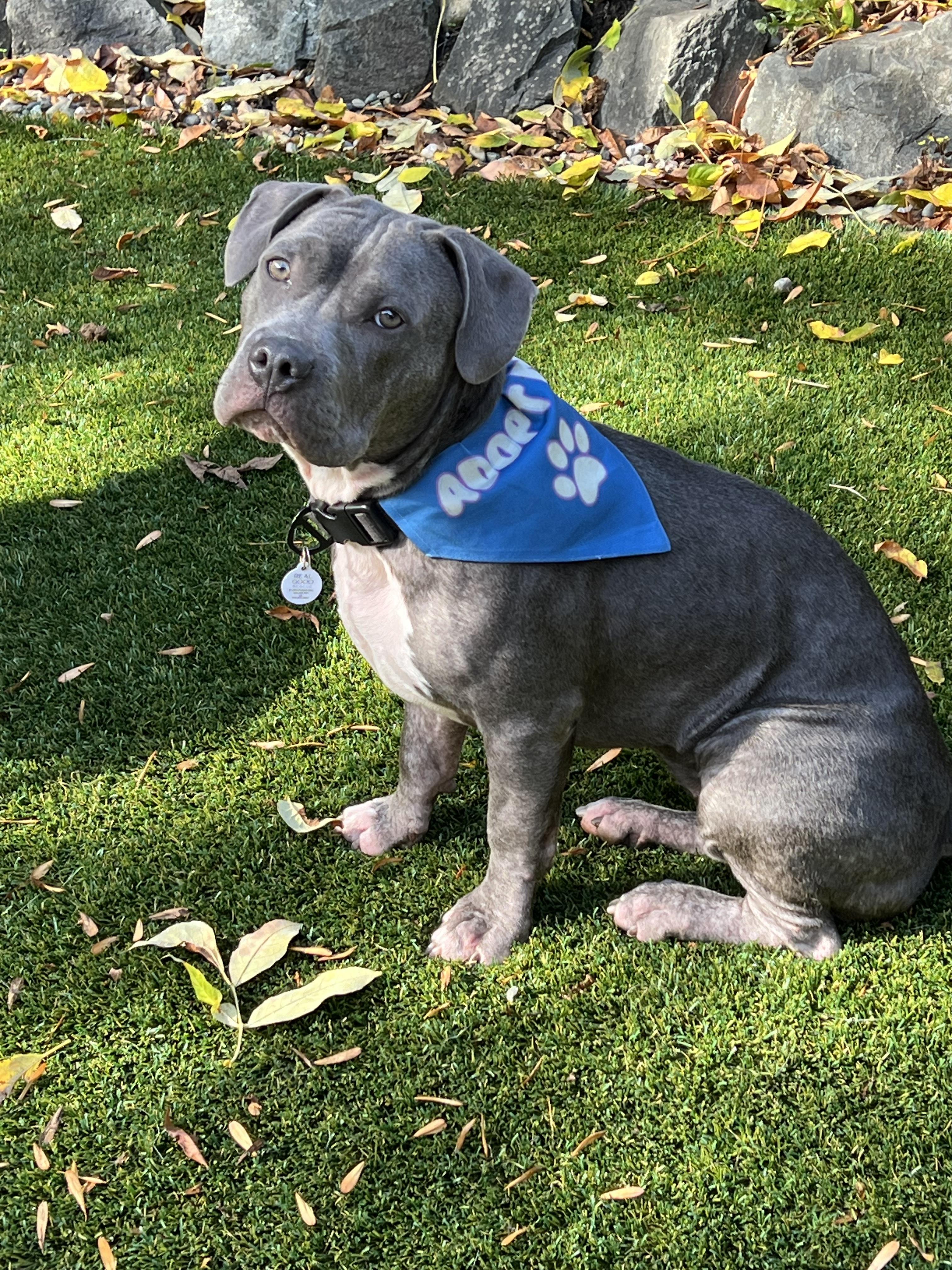 Gretel, Adopted, Puppy Female American Bully.