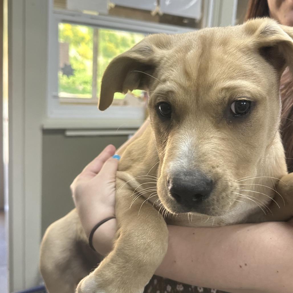 Belly, Adoptable, Puppy Male Pit Bull Terrier.
