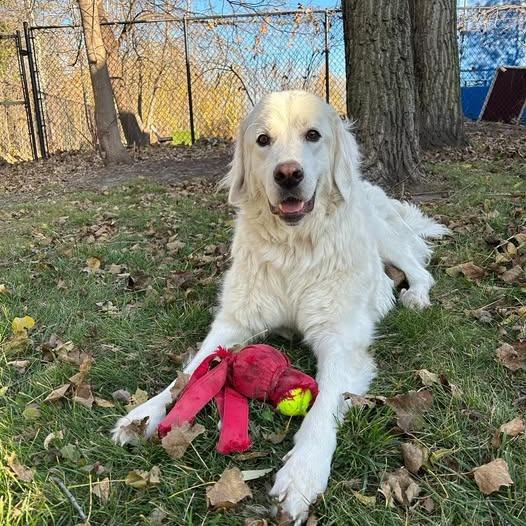 Goose, Adoptable, Adult Male Great Pyrenees.