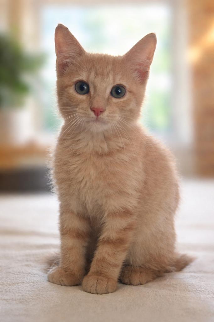 Shorty McButterpants, Adopted, Kitten Male Domestic Short Hair.