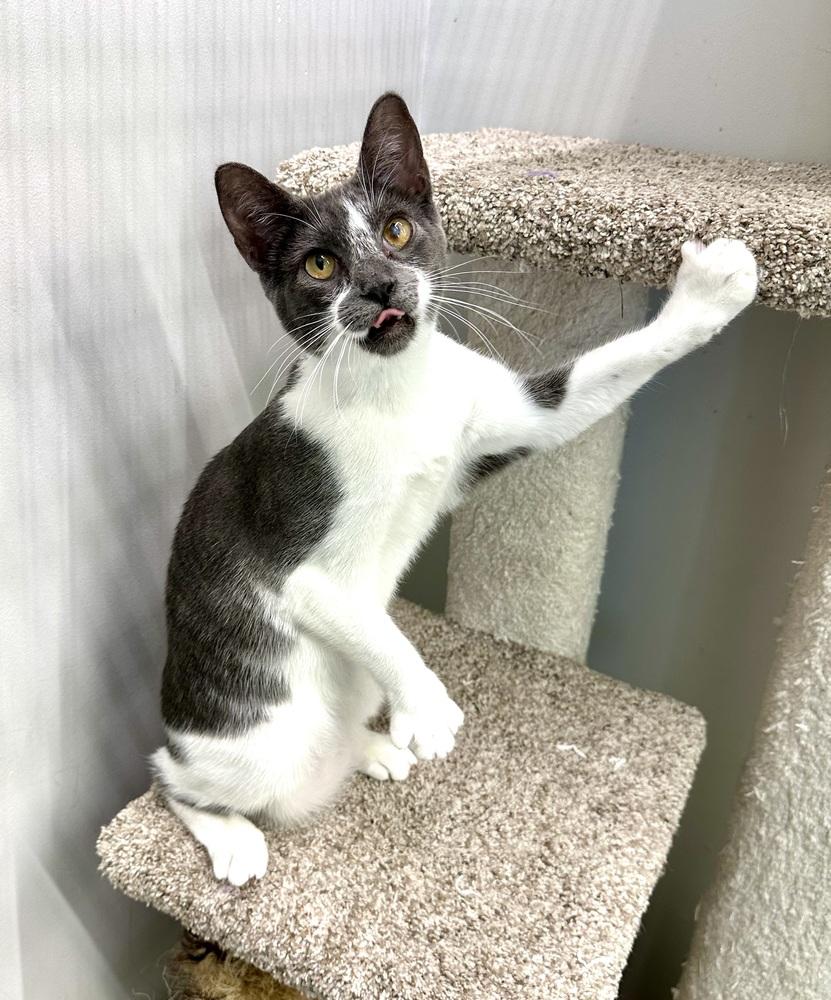 Angel, Adoptable, Adult Female Domestic Short Hair.