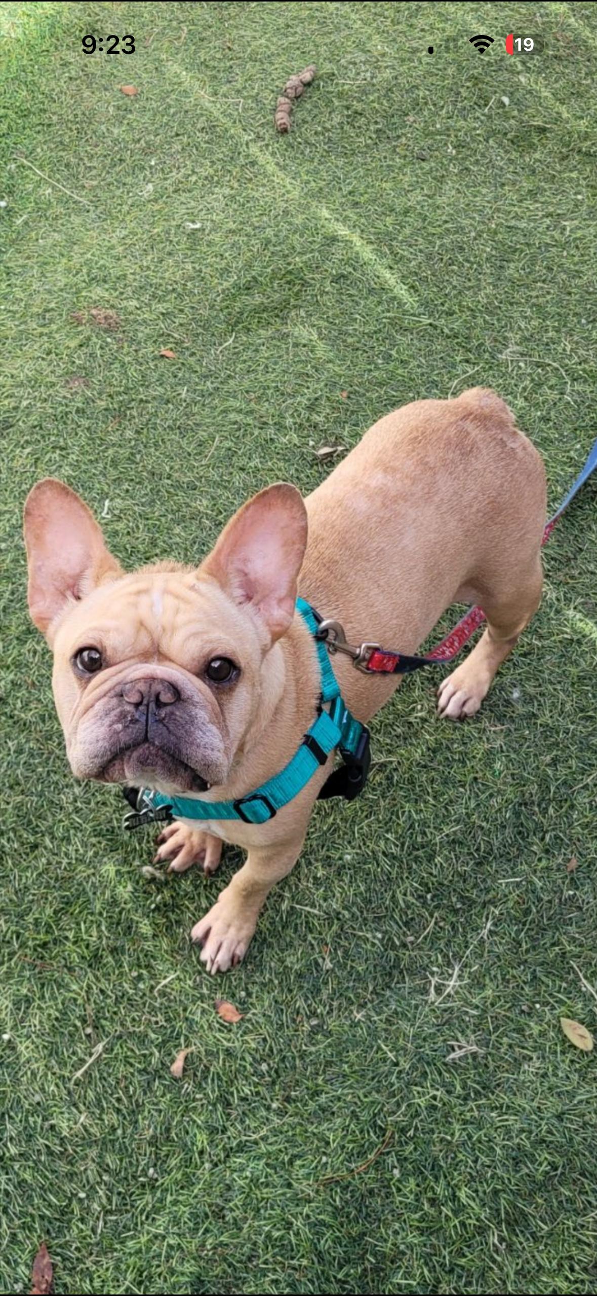 Enlarge Gizmo , an adopted French Bulldog in Boca Raton, FL image 1/1