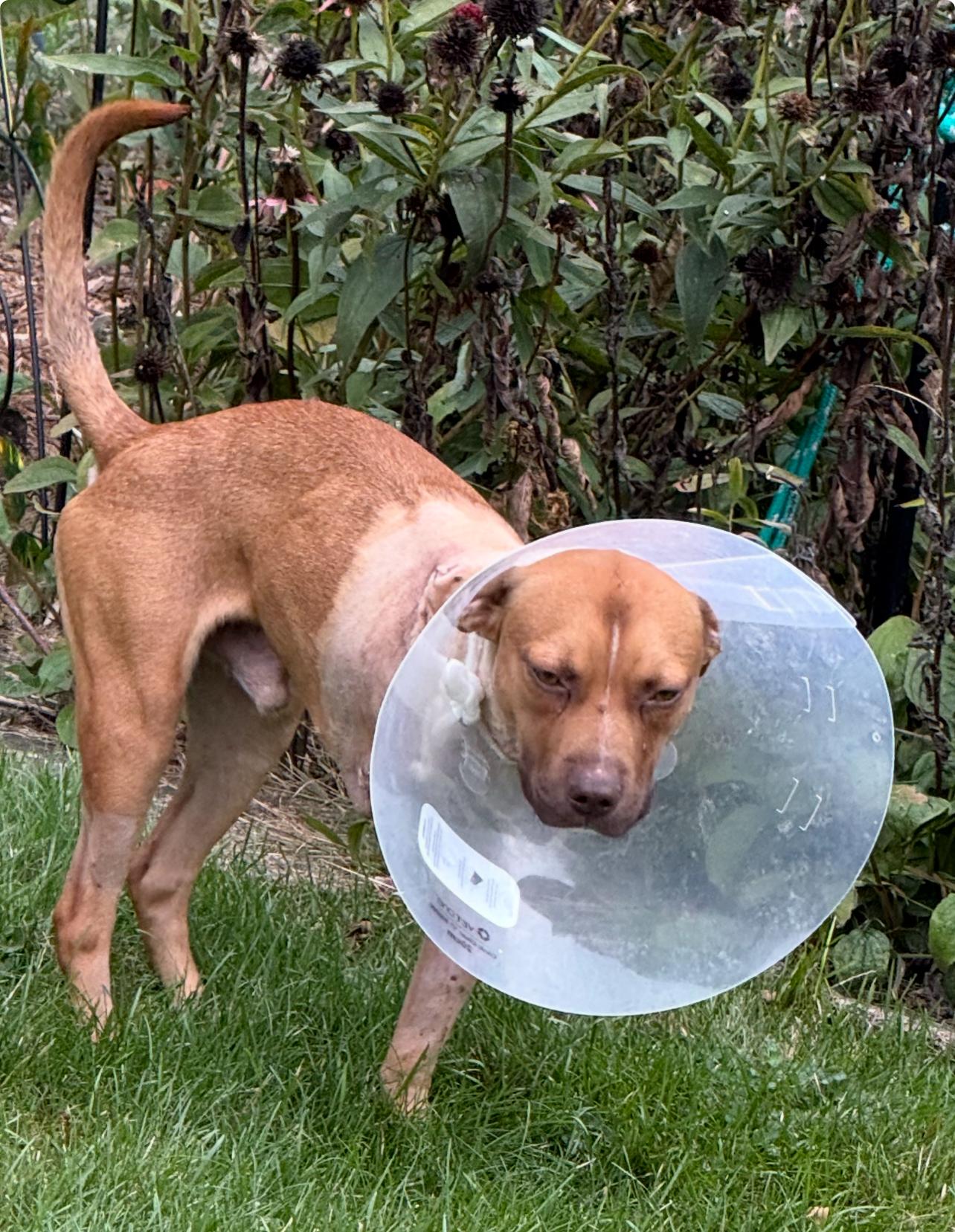 Charlie Brown-Pending!