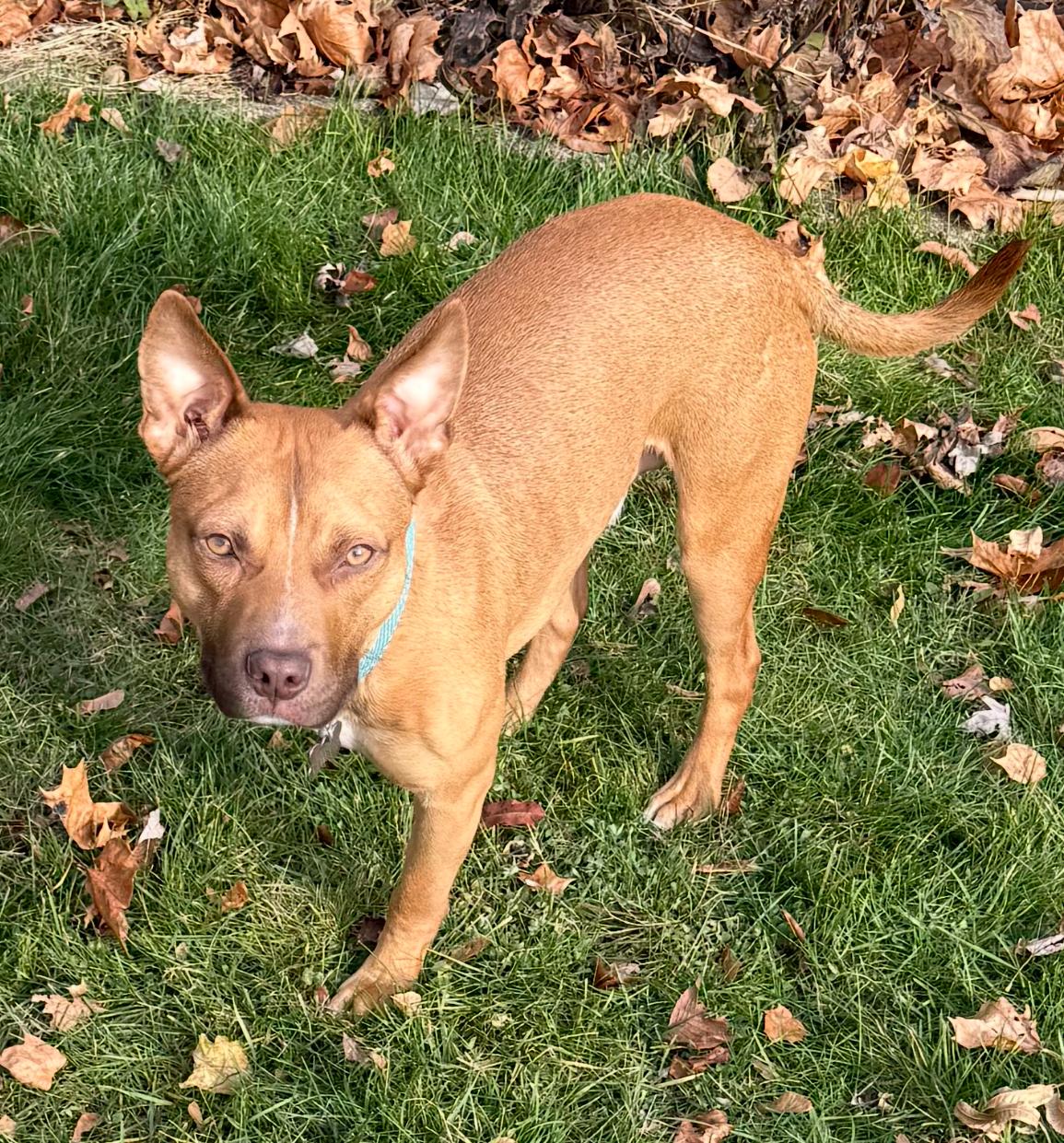 Charlie Brown-Pending!, Adoptable, Young Male Terrier.