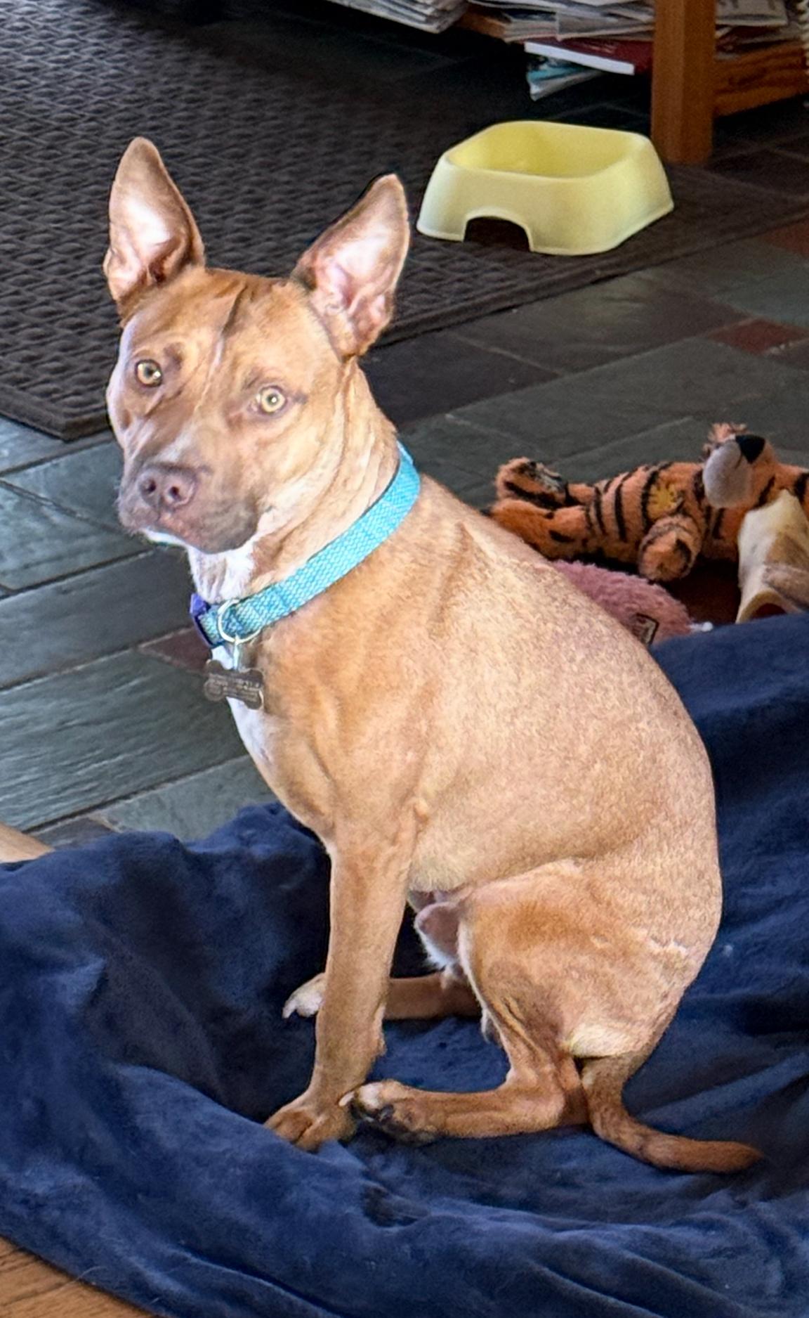 Charlie Brown-Pending!, a Adoptable mixed breed in Detroit, MI image 3/3