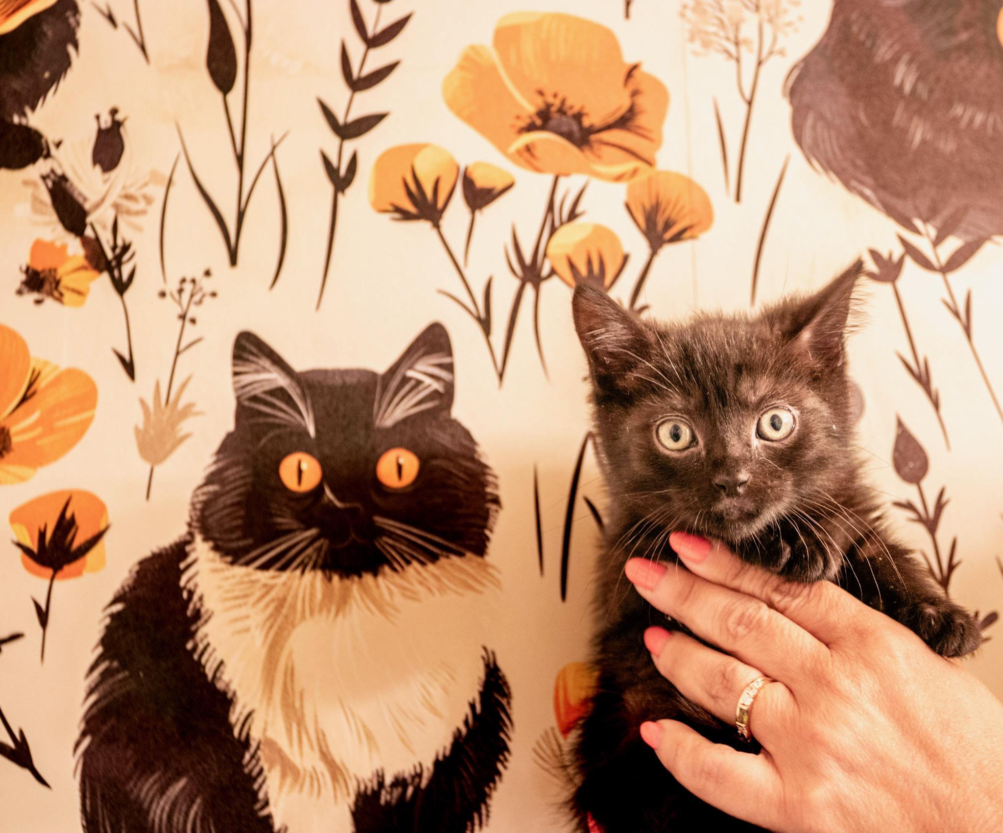 Enlarge Twilight Sparkle , an adopted Domestic Short Hair in Bellmawr, NJ image 1/1