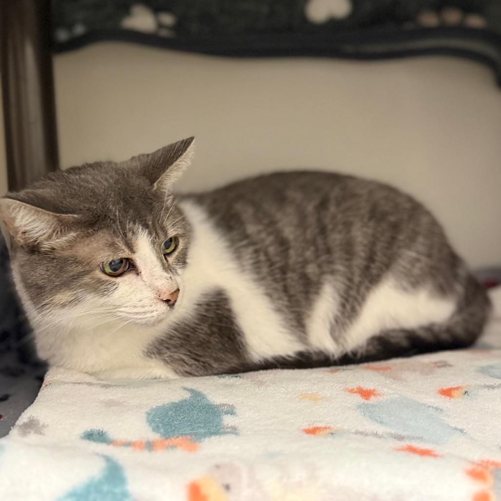 Serena, Adoptable, Senior Female Domestic Short Hair & Domestic Short Hair.