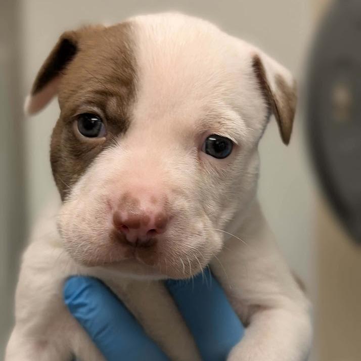 Chad, Adoptable, Puppy Male Boxer & Mixed Breed.