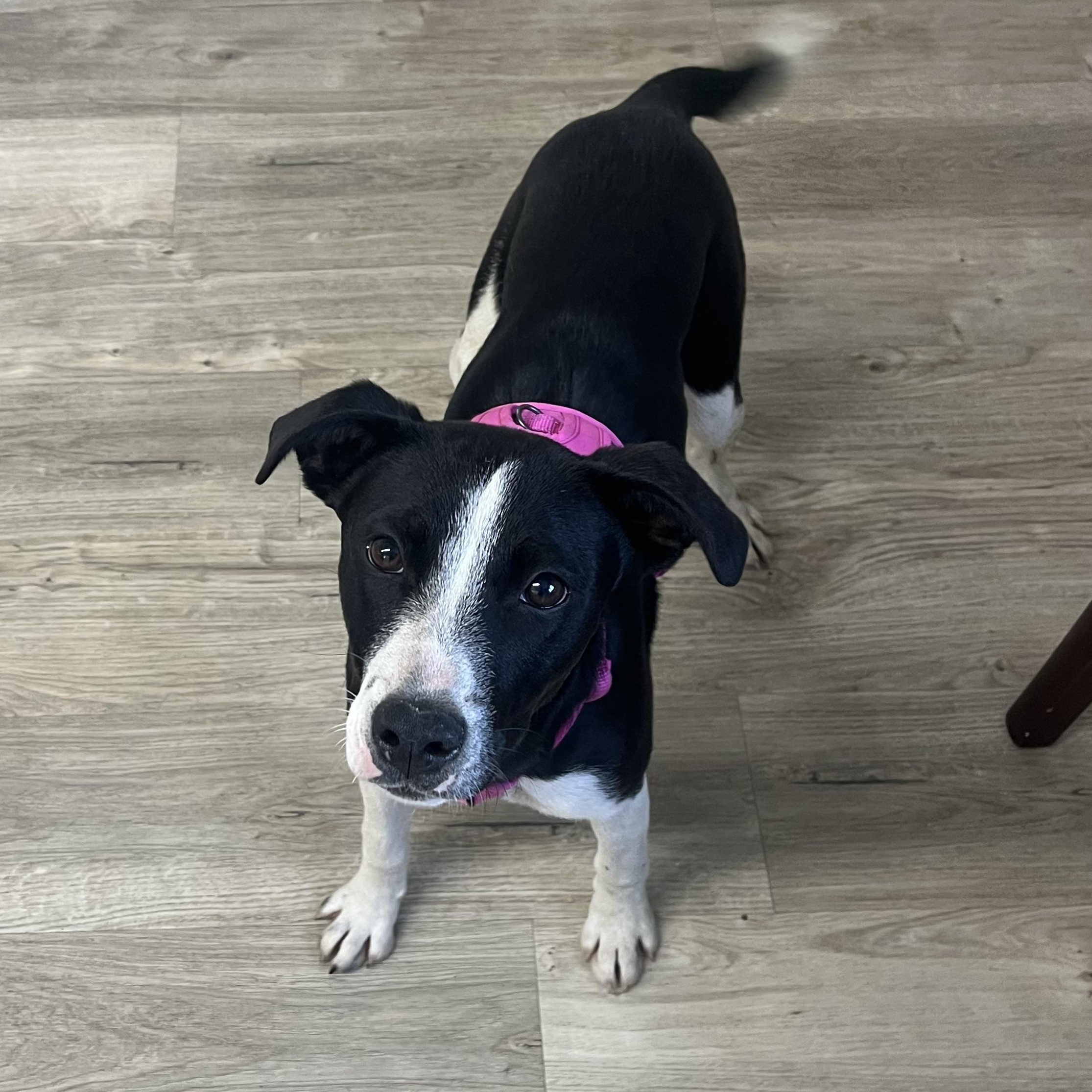 Tess (Dove), an adoptable Border Collie in Jamestown, ND, 58402 | Photo Image 2