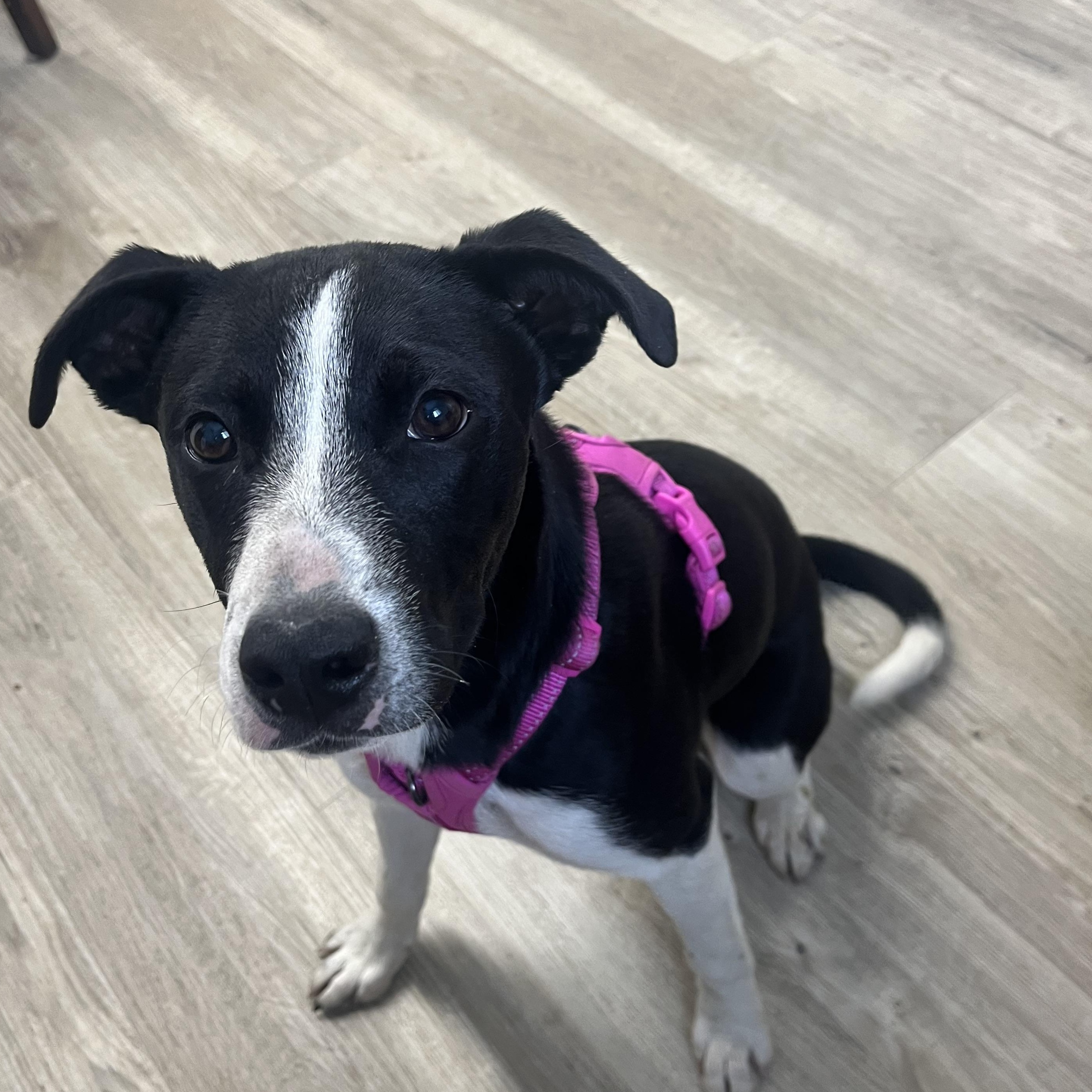 Tess (Dove), an adoptable Border Collie in Jamestown, ND, 58402 | Photo Image 1