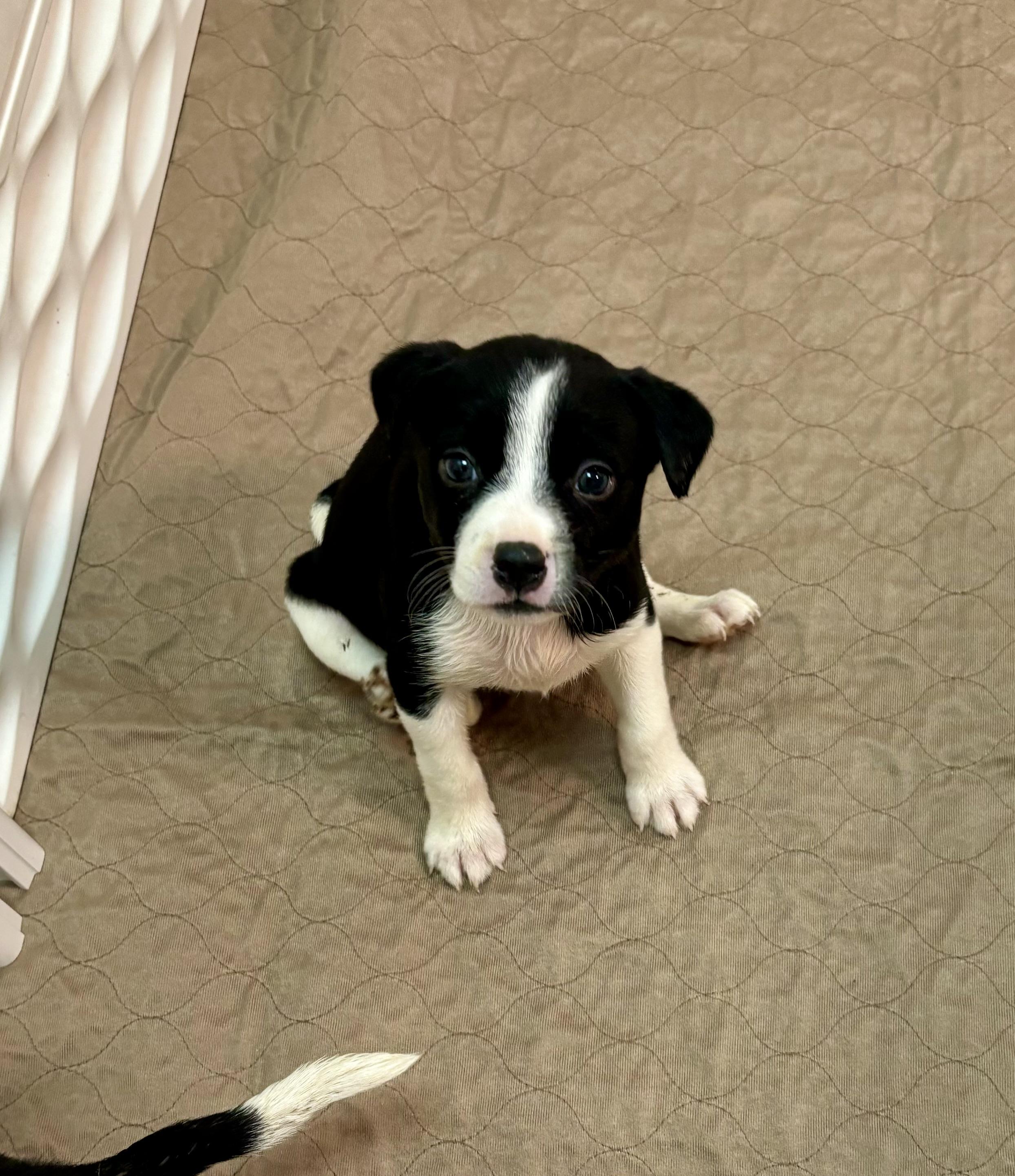 Tess (Dove), an adoptable Border Collie in Jamestown, ND, 58402 | Photo Image 4